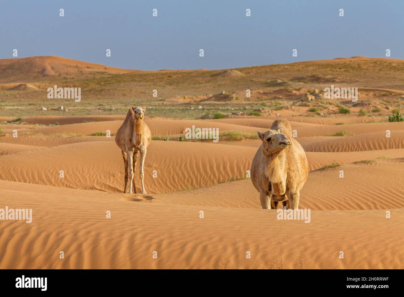 Two camels walking across sand dunes in the desert, Saudi Arabia Stock Photo