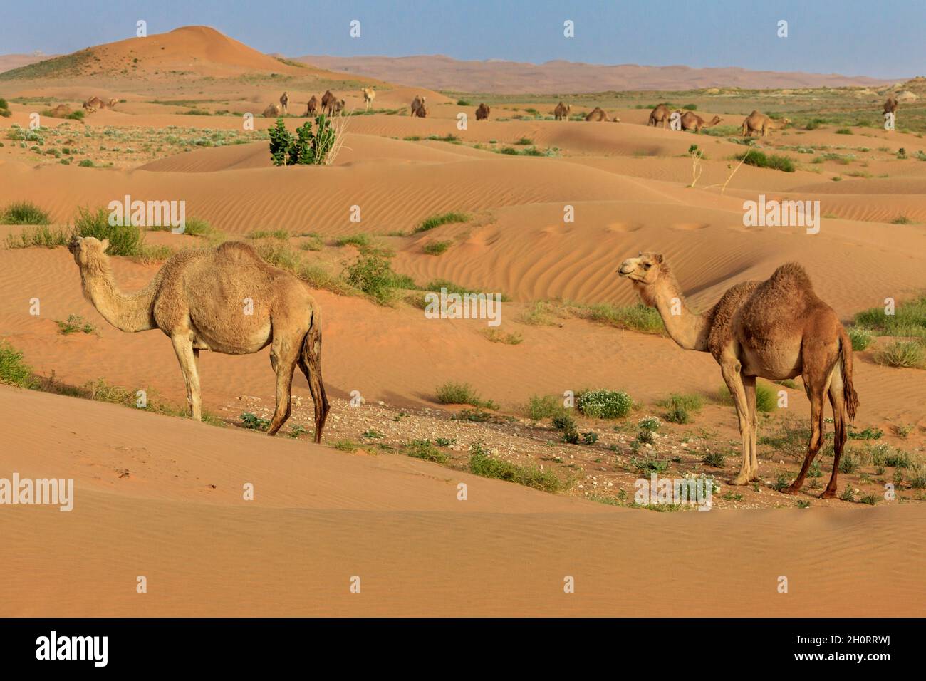 Two camels standing in the desert, Saudi Arabia Stock Photo