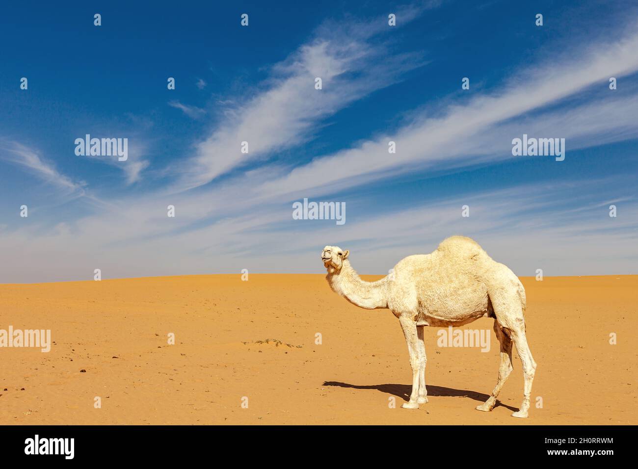 Lone camel standing in the desert, Saudi Arabia Stock Photo