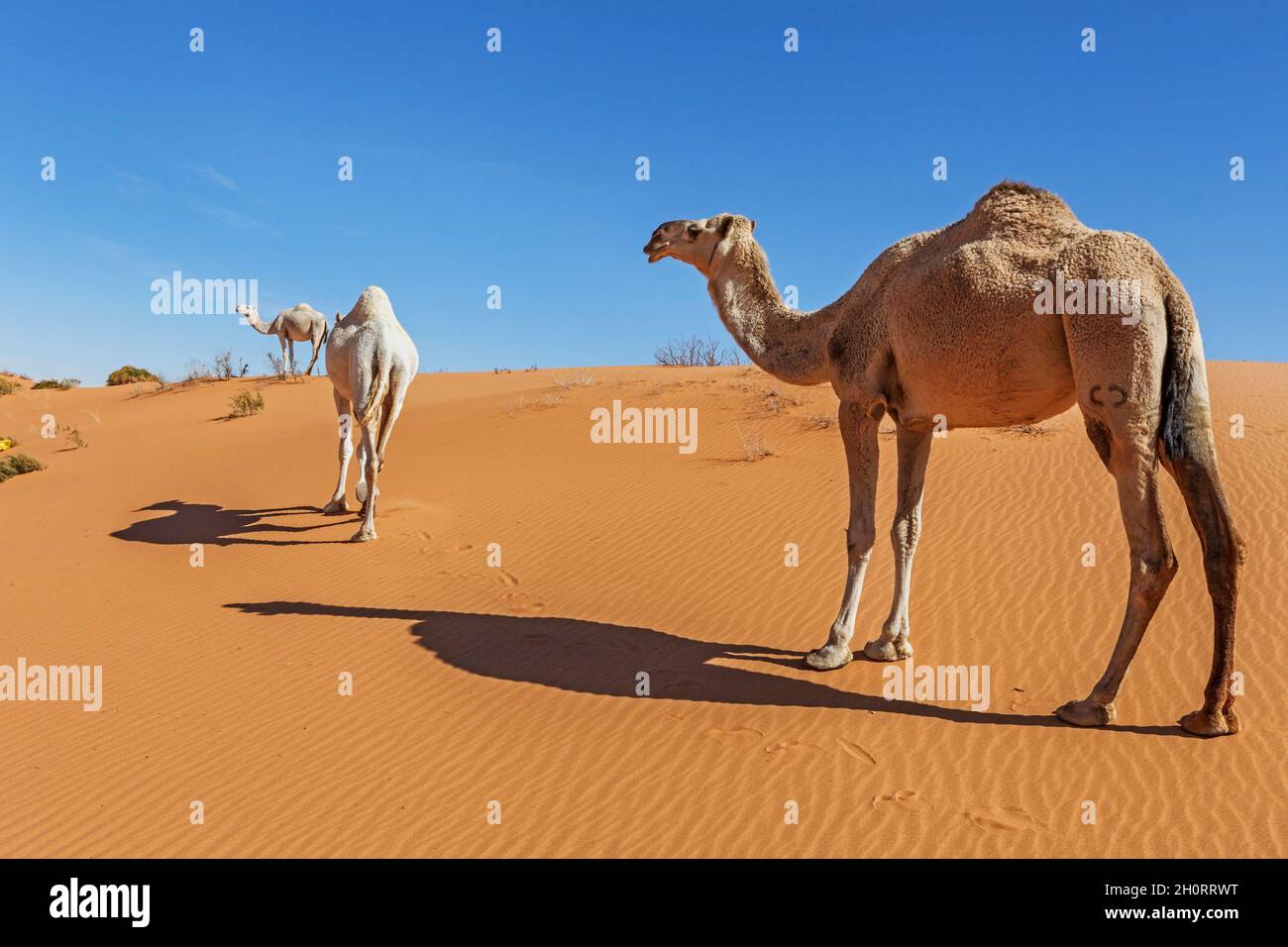 Three camels in the desert, Saudi Arabia Stock Photo