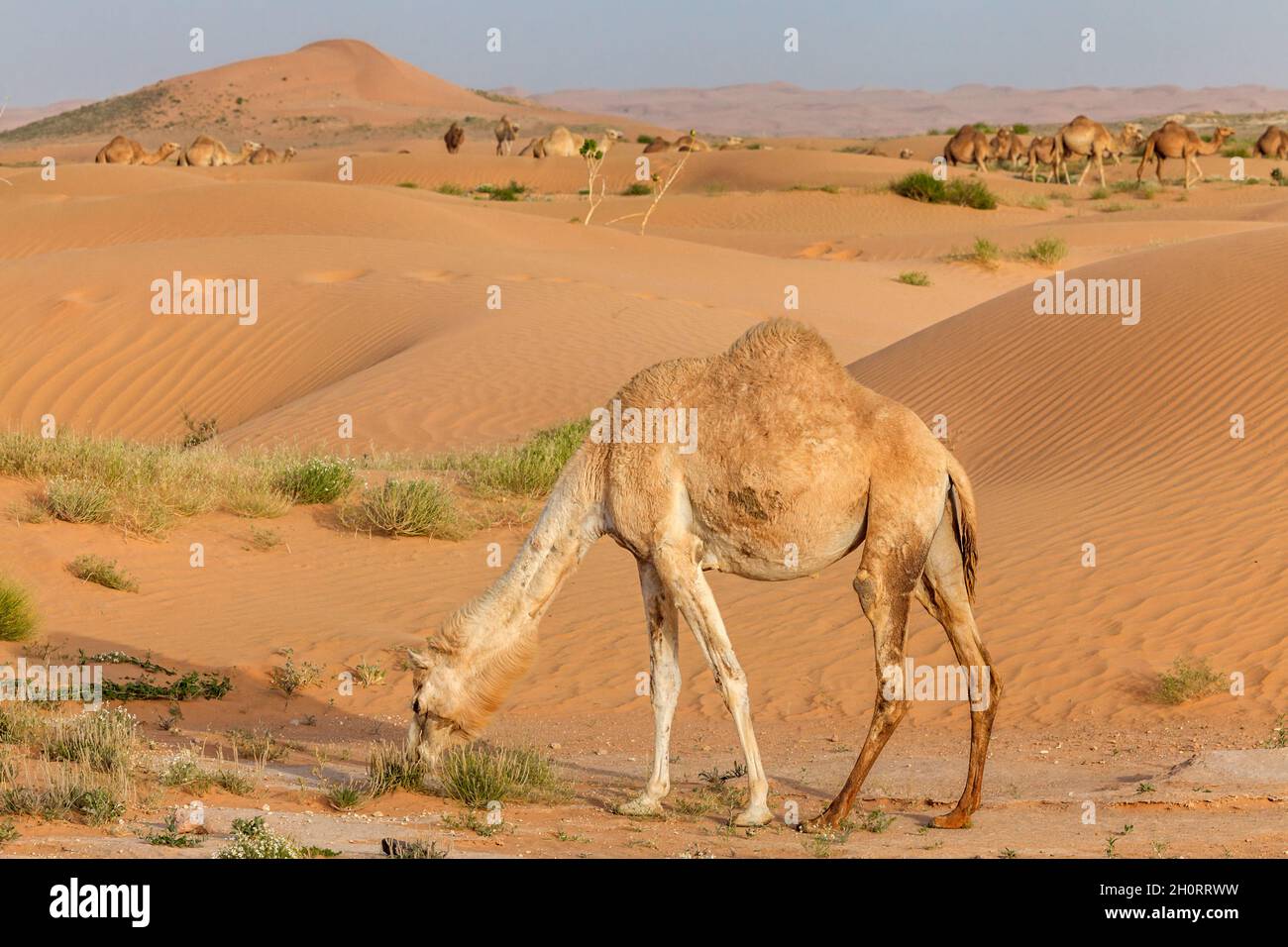 Lone camel grazing in the desert, Saudi Arabia Stock Photo