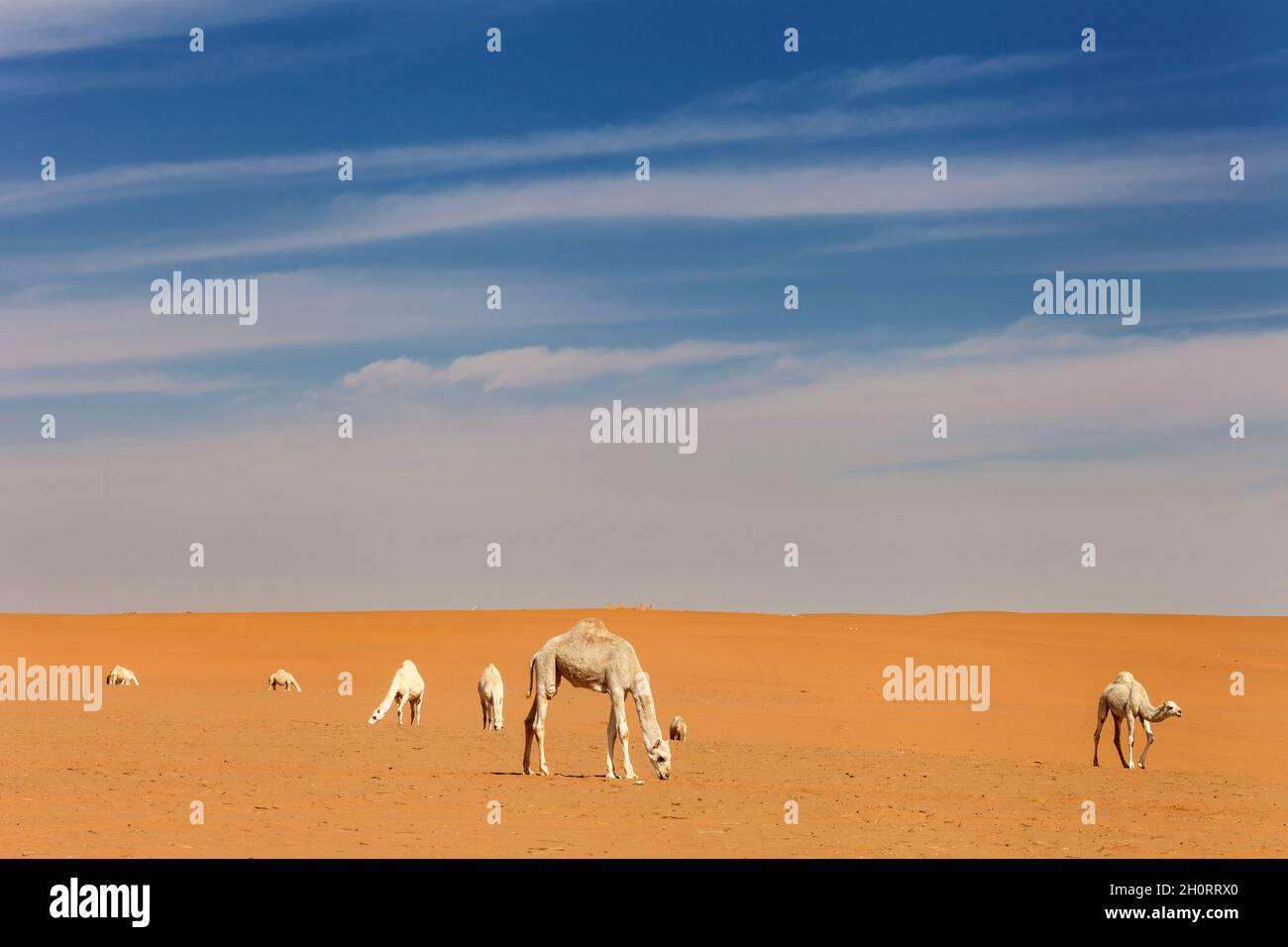 Caravan of camels in the desert, Saudi Arabia Stock Photo