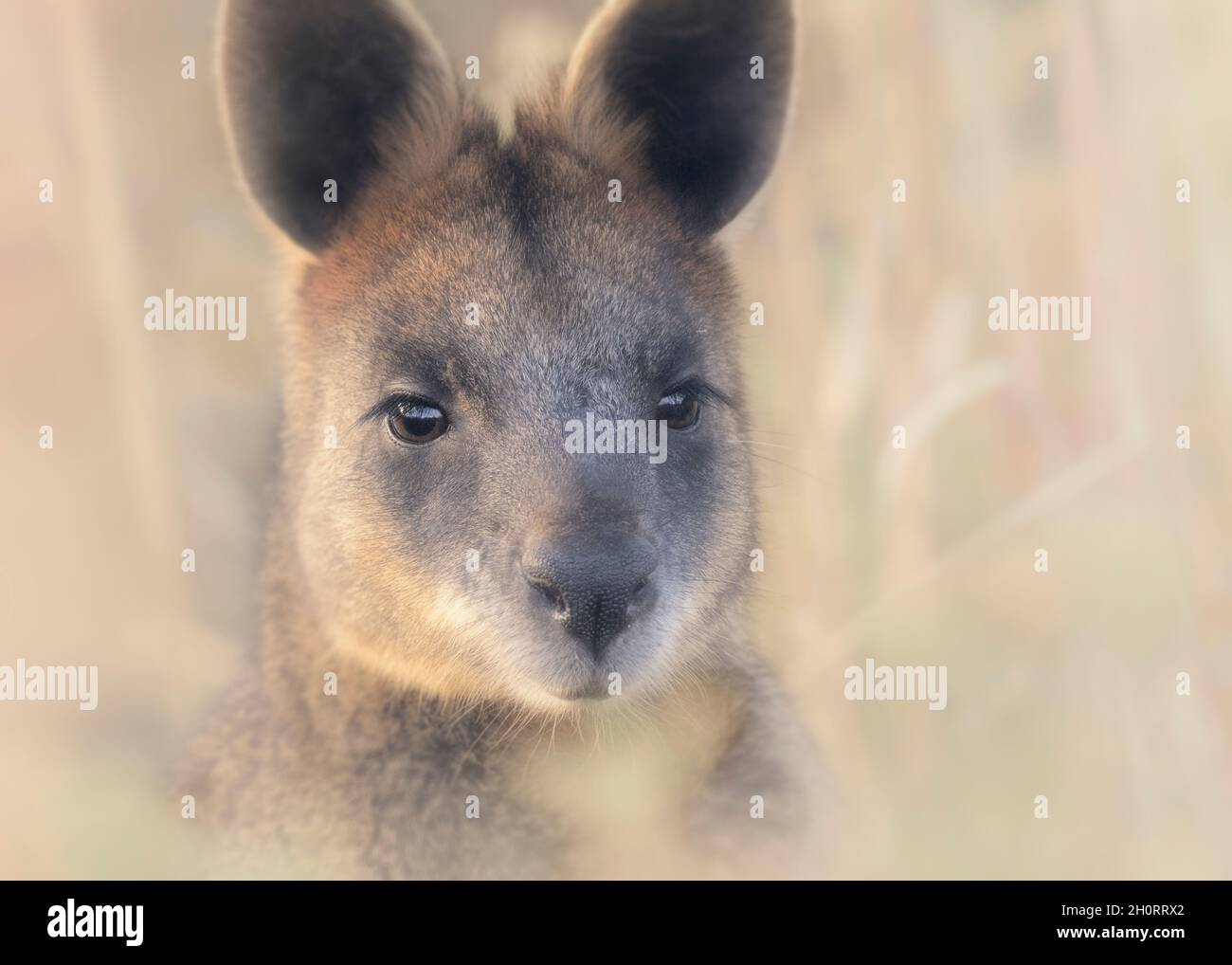 Portrait of a wild swamp wallaby (Wallabia bicolor), Melbourne, Australia Stock Photo