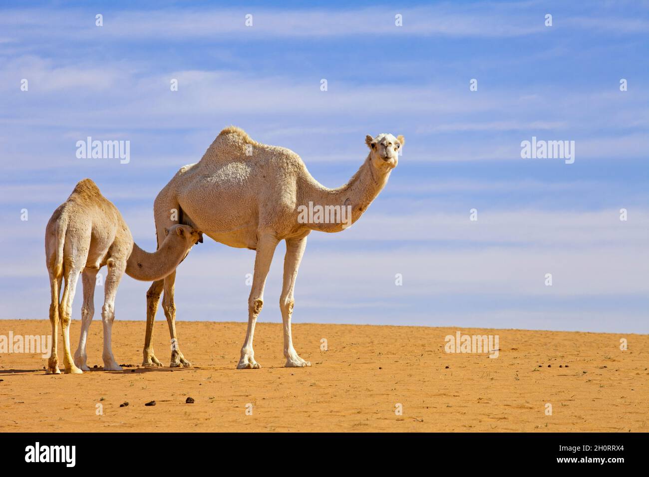 Camel calf suckling camel cow, Saudi Arabia Stock Photo