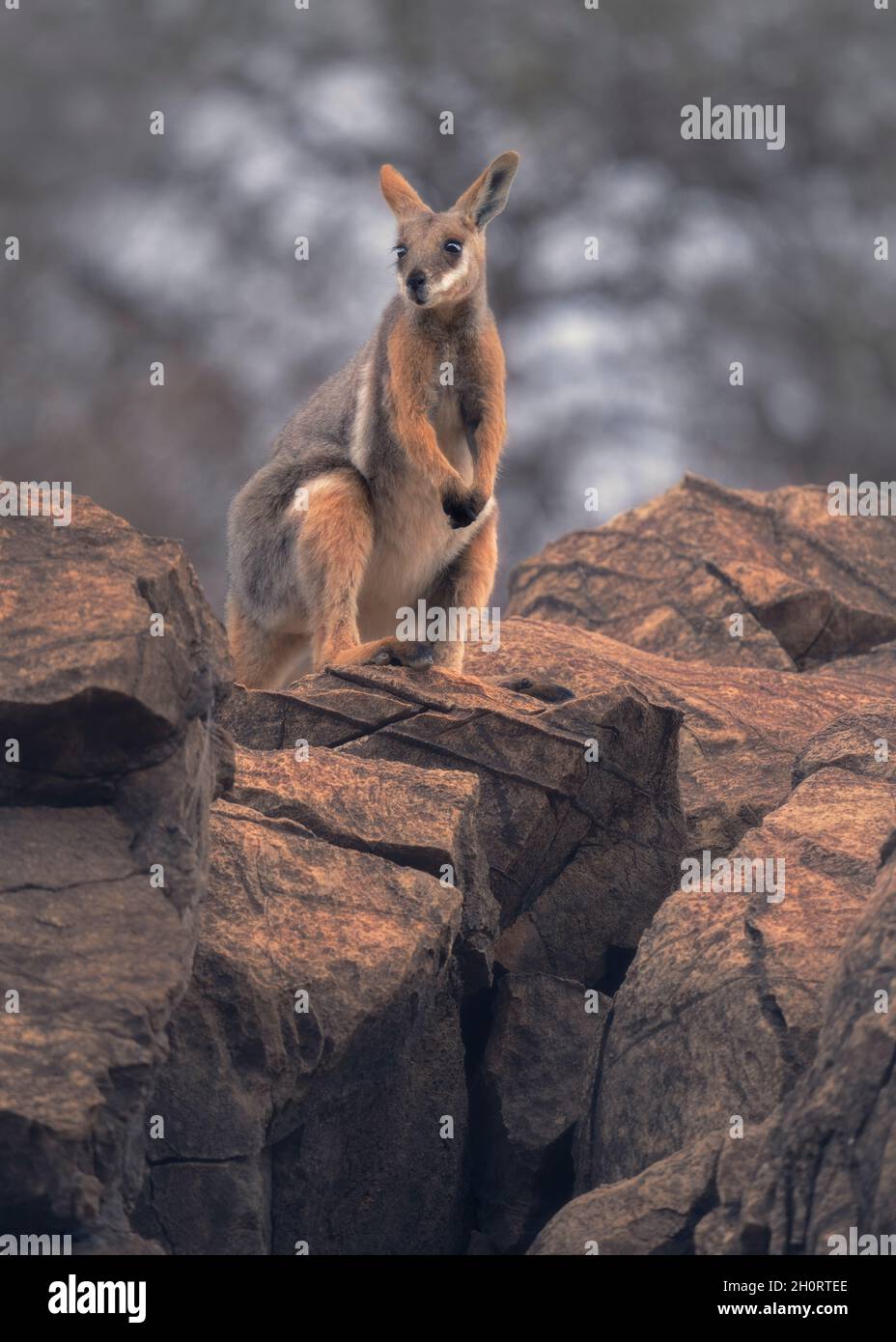 Yellow-footed rock wallaby (Petrogale xanthopus) standing on rocky outcrop, Australia Stock Photo