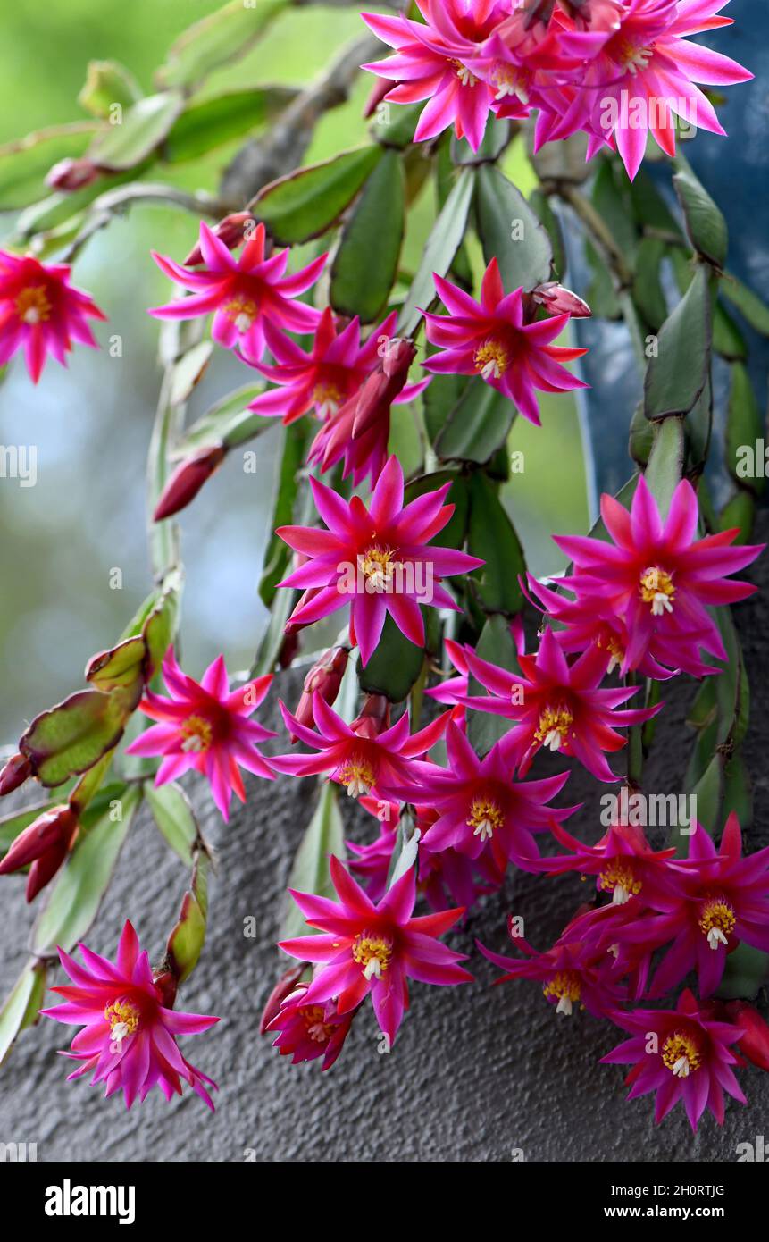 vibrant-backlit-pink-flowers-of-the-zygocactus-hatiora-gaertneri