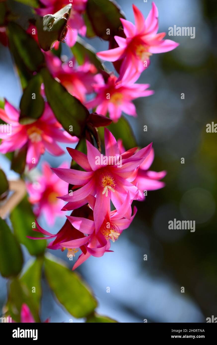 Vibrant backlit pink flowers of the Zygocactus Hatiora gaertneri, family Rhipsalideae. Also known as the Easter cactus or Whitsun Cactus Stock Photo