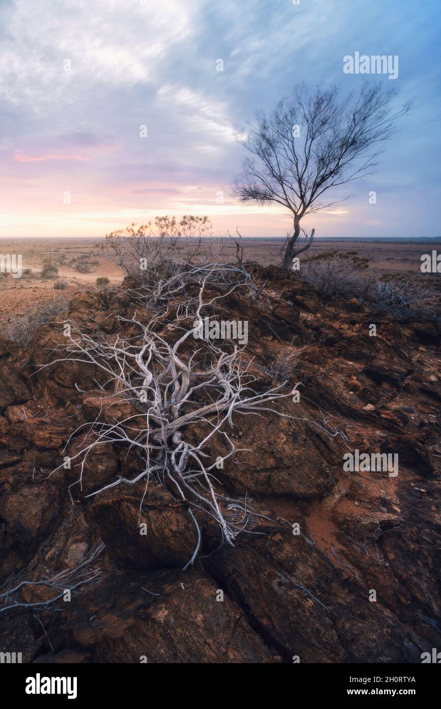 Dead plant growing on a rocky outcrop, Vulkathunha-Gammon Ranges National Park, South Australia, Australia Stock Photo
