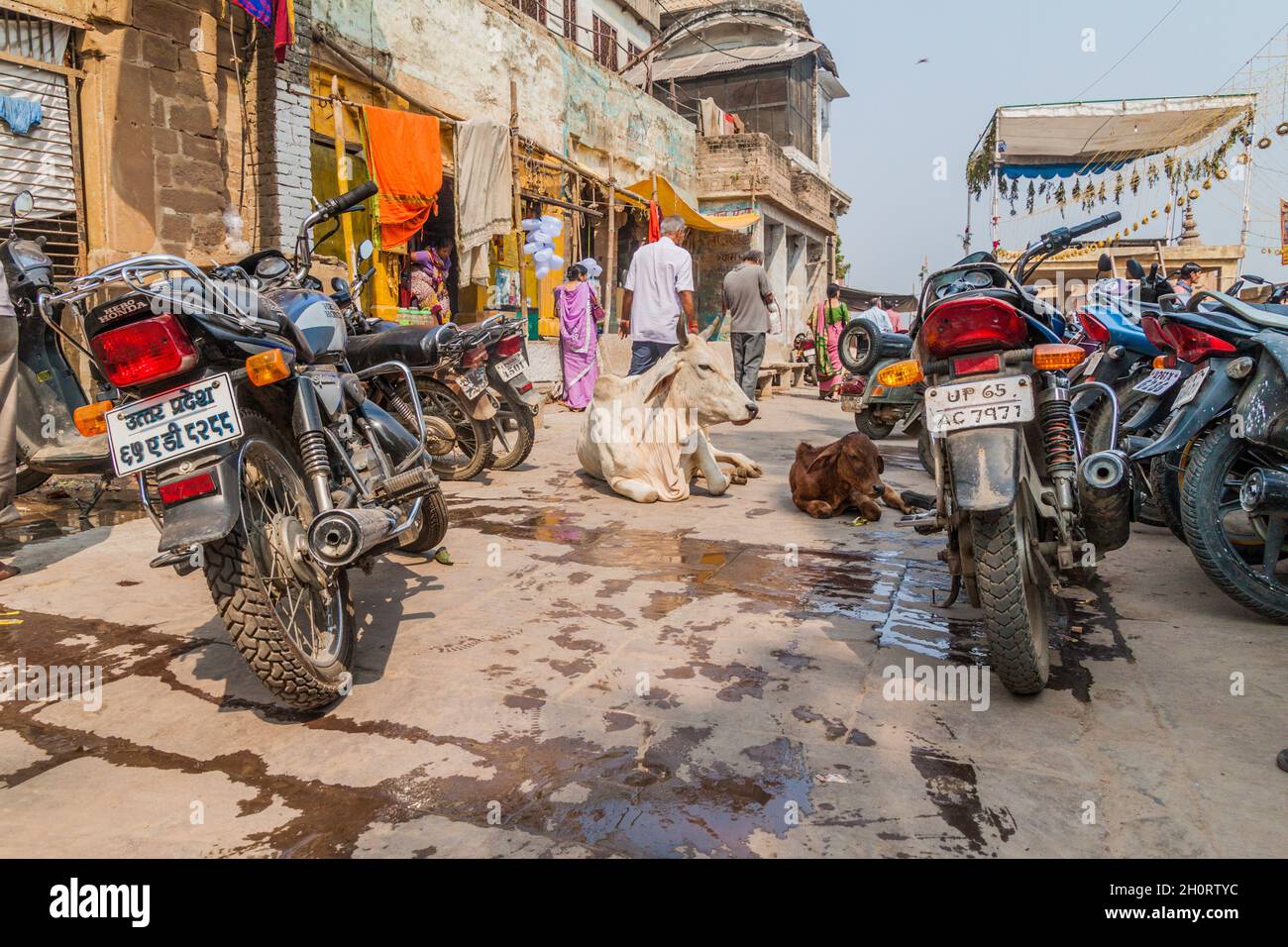 VARANASI, INDIA - OCTOBER 25, 2016: View of cows and motorbikes on a street in Varanasi, India Stock Photo