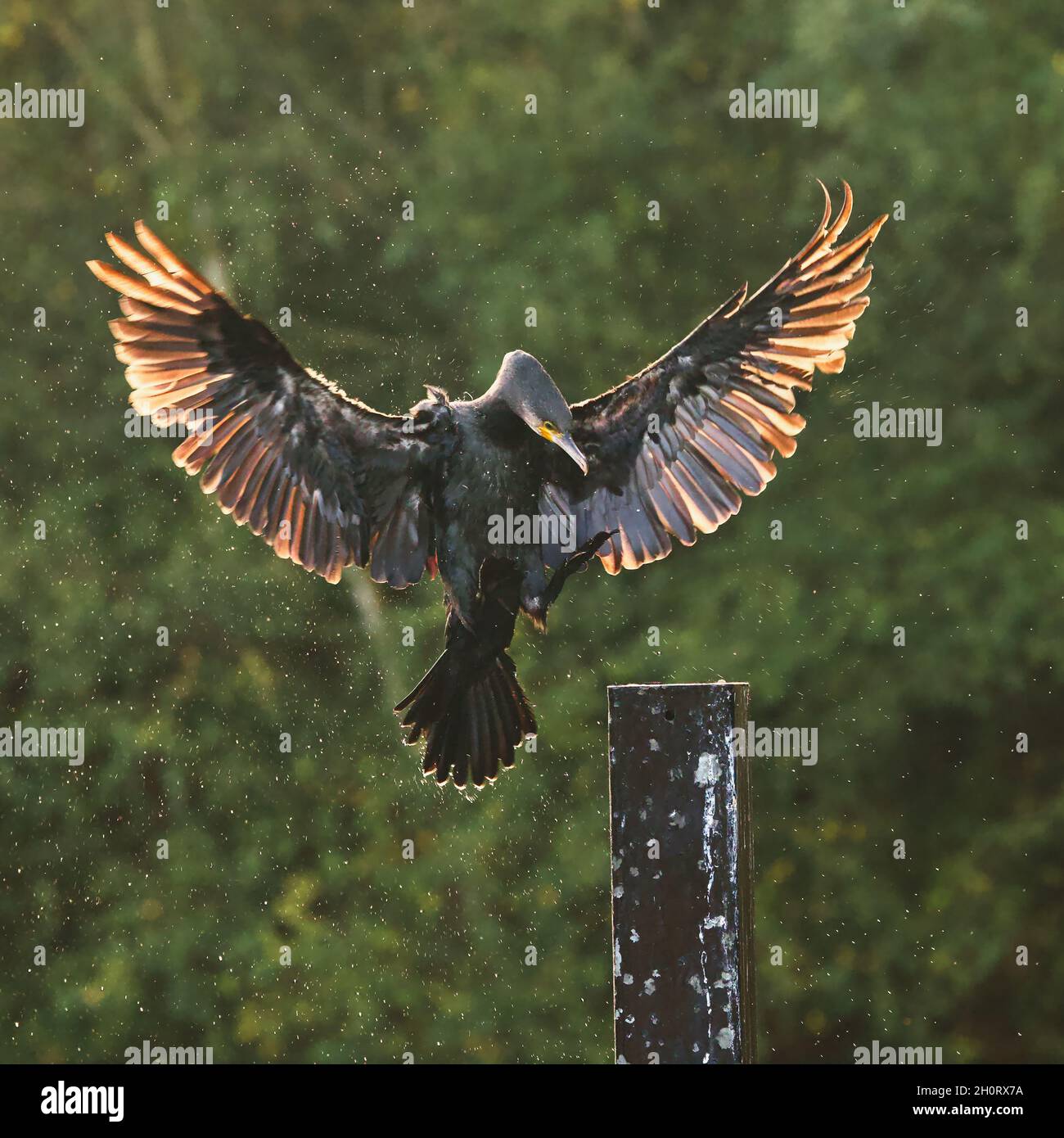 Sea birds in urban locations and areas hires stock photography and