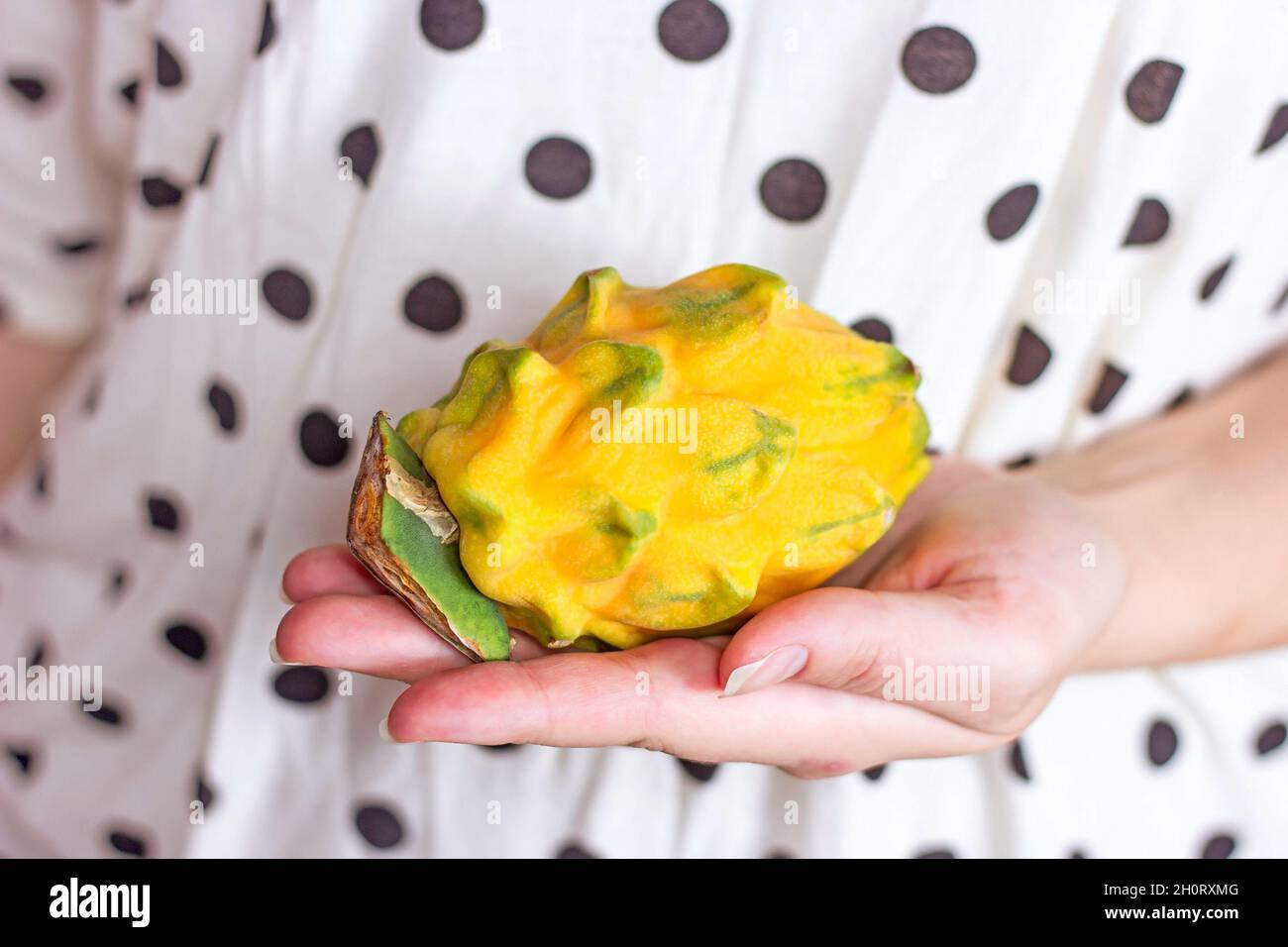 Bright yellow whole dragon fruit or pitaya in Caucasian woman hands in summer. Stock Photo