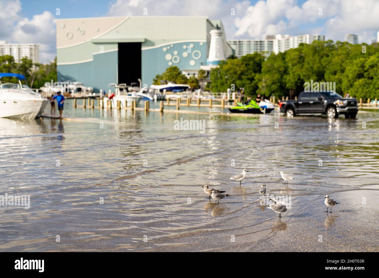 Flock of seagulls at a marina in Miami Beach flooding during high king tide USA Stock Photo
