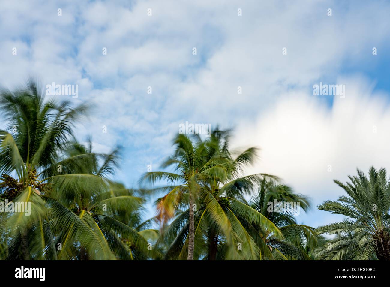 Long exposure palm trees on cloudy sky Miami FL Stock Photo