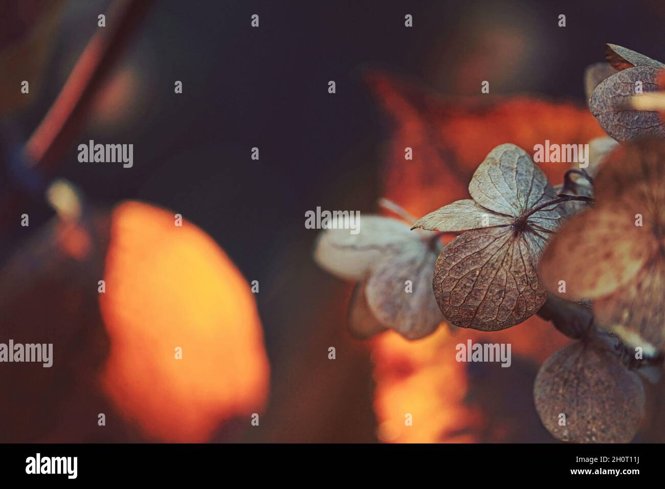 Dry brown hydrangea flowers closeup outdoors in orange sunlight. Dry