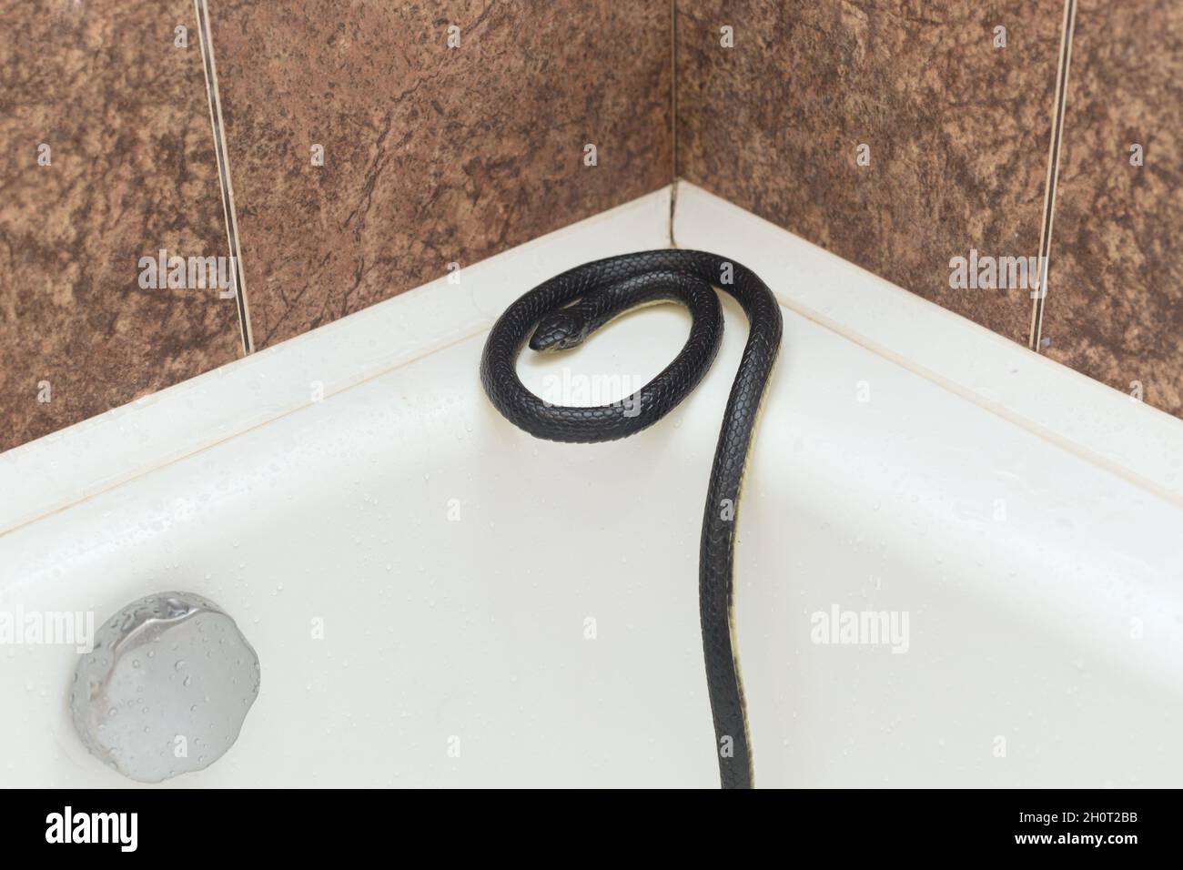 https://c8.alamy.com/comp/2H0T2BB/black-venomous-snake-on-the-edge-of-a-white-bathtub-in-an-apartment-2H0T2BB.jpg