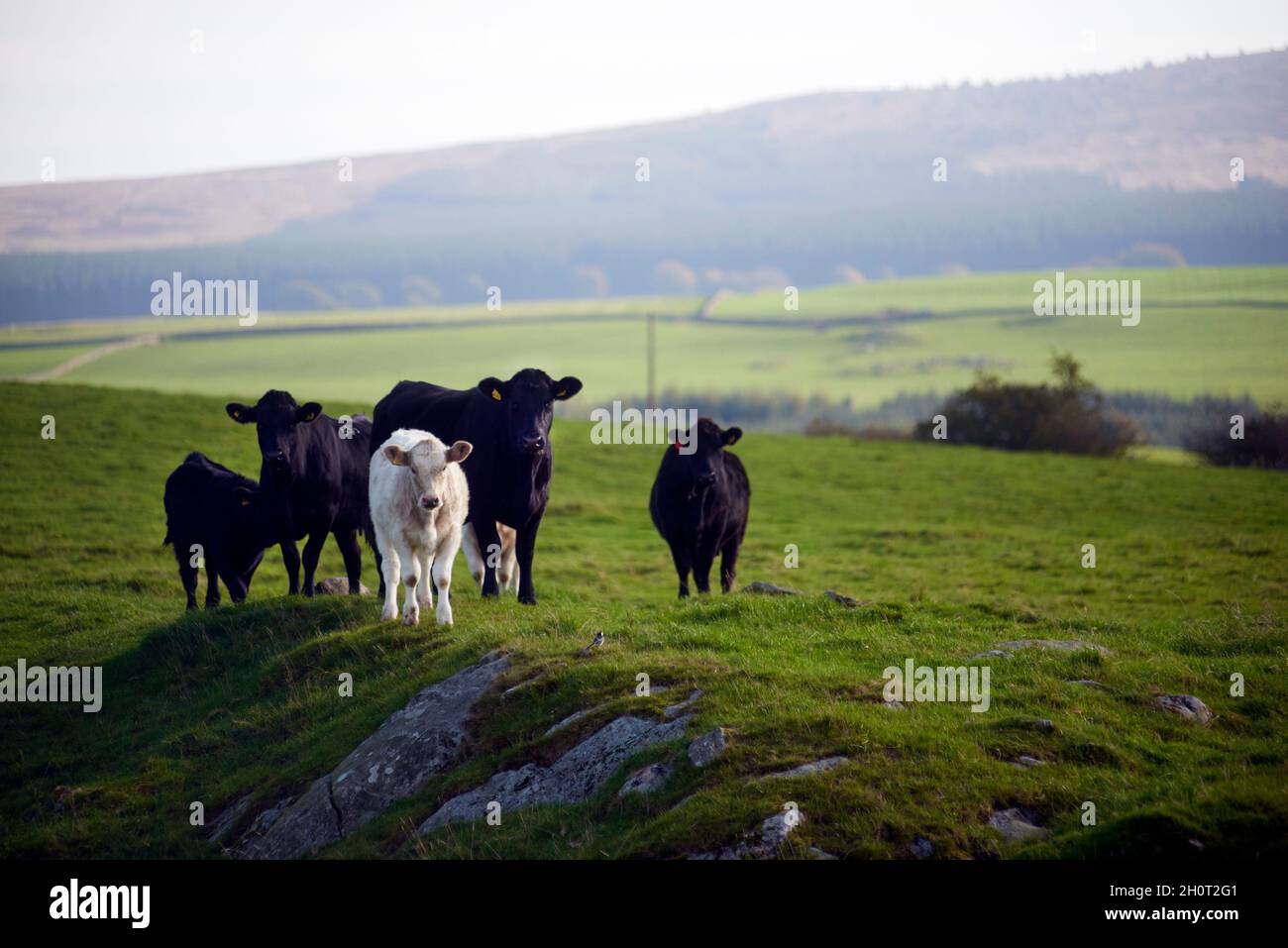 Aberdeen Angus Cattle Stock Photo