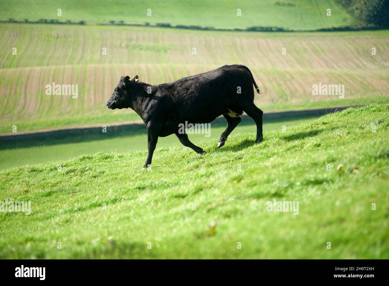 Aberdeen Angus Cattle Stock Photo