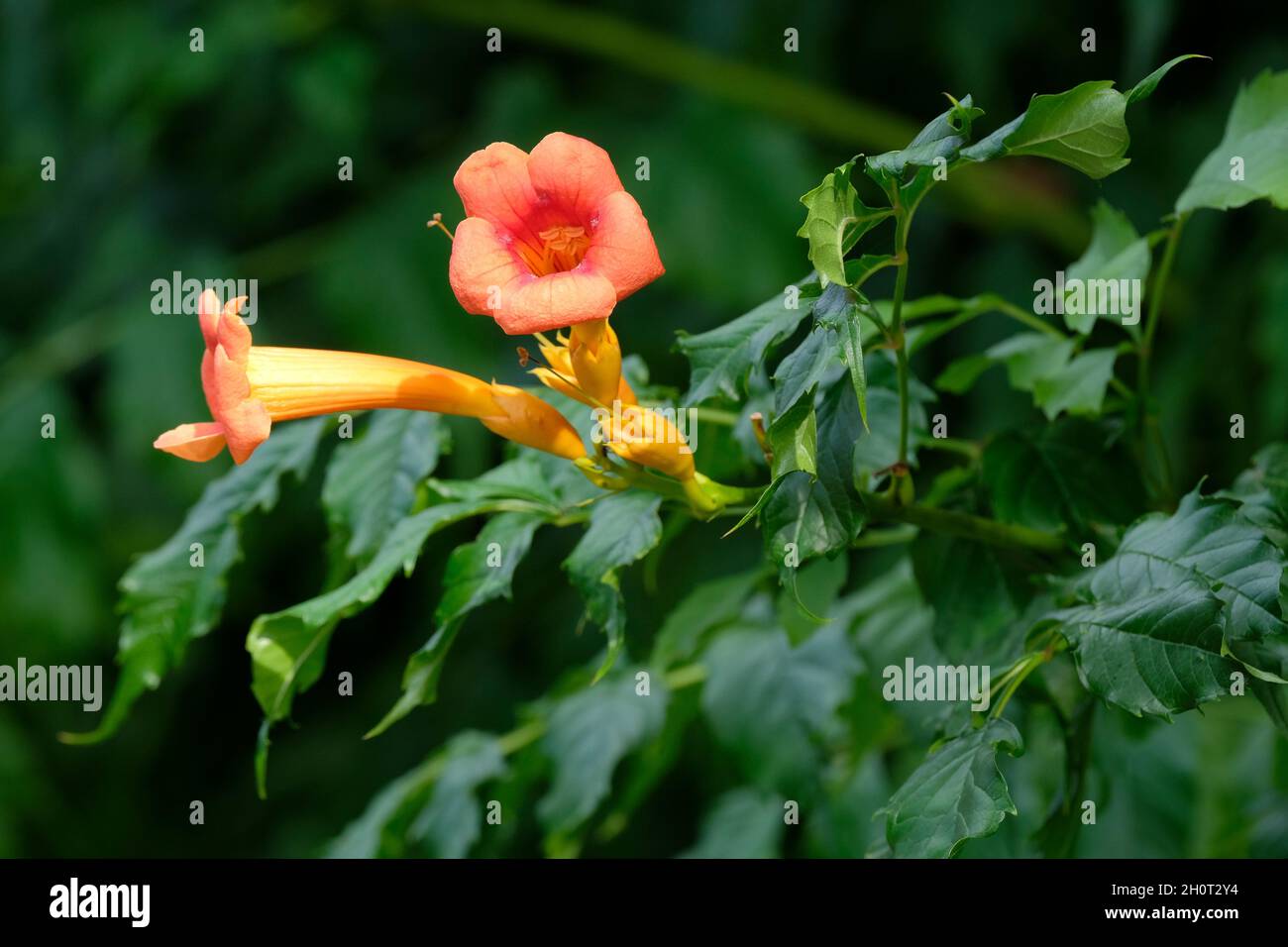 Trumpet Vine, Trumpet Creeper, campsis radicans. Orange flowers in mid-summer Stock Photo