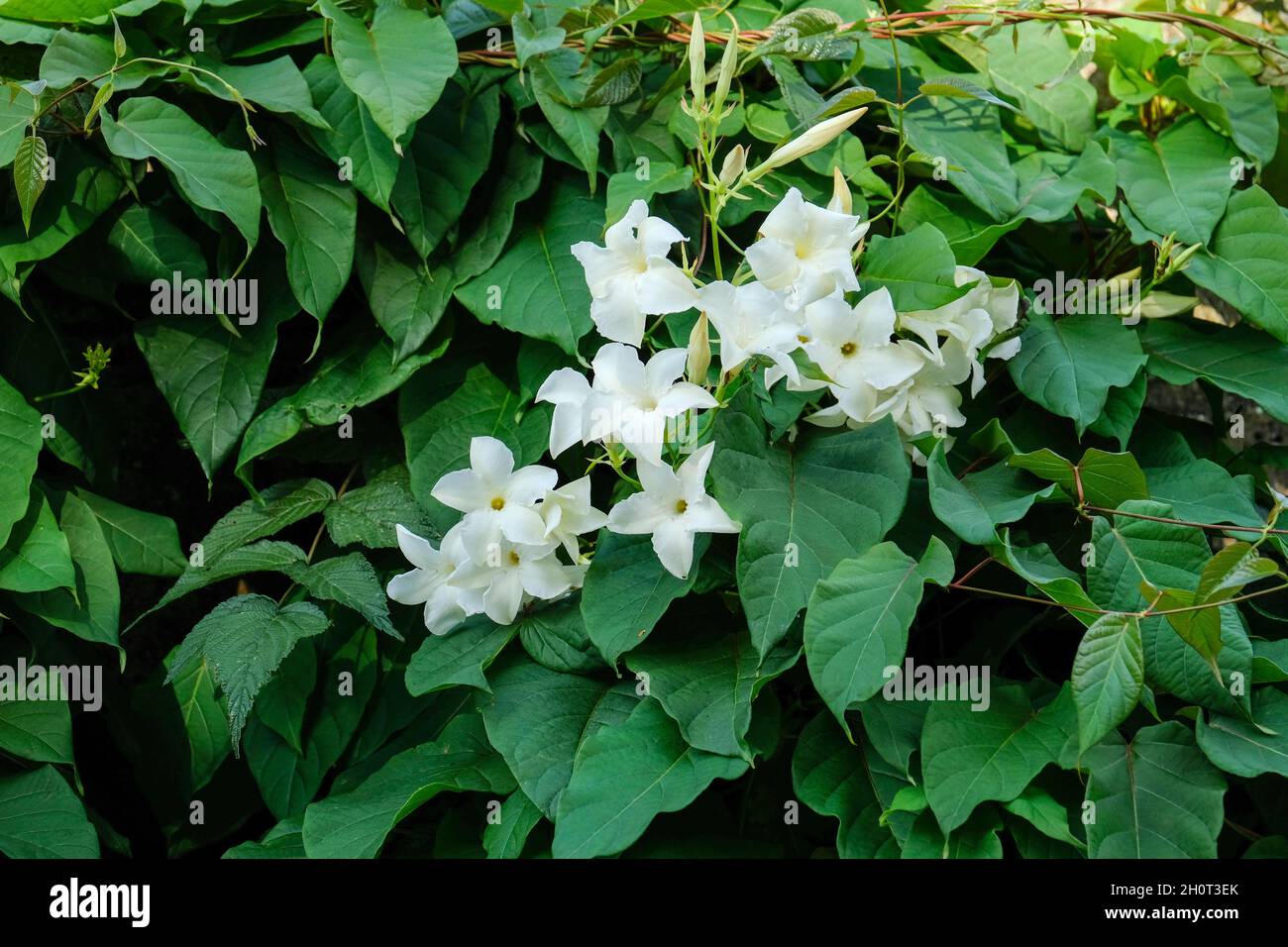 Mandevilla laxa, commonly known as Chilean jasmine, white flowers, late summer Stock Photo