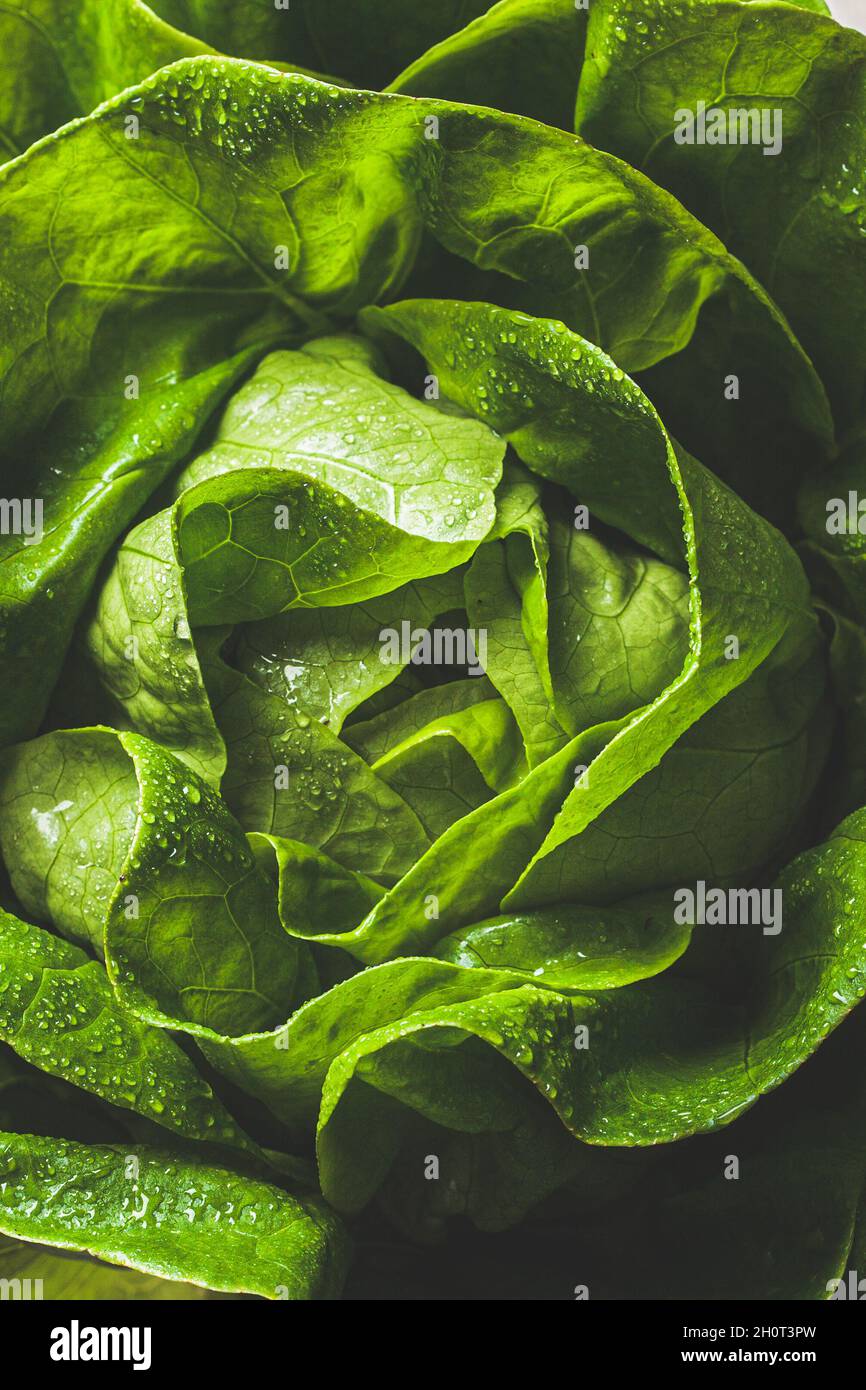 Fresh organic green lettuce (buttercrunch), closeup, top view. Healthy lifestyle concept Stock