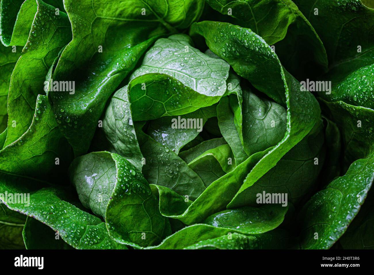 Fresh organic green lettuce (buttercrunch), closeup, top view. Healthy lifestyle concept Stock