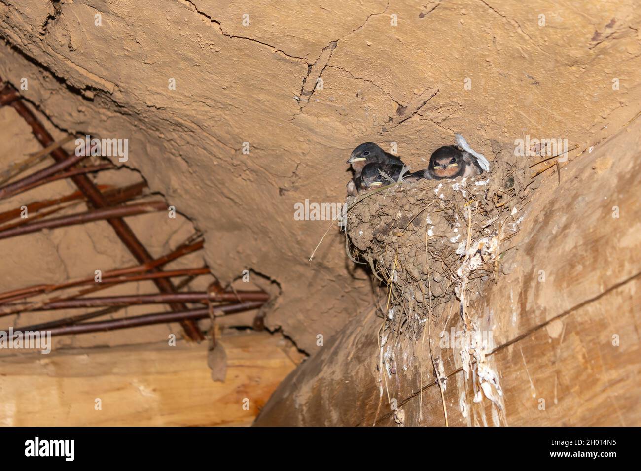 Swallow's nest with baby swallows, in a wooden barn Stock Photo