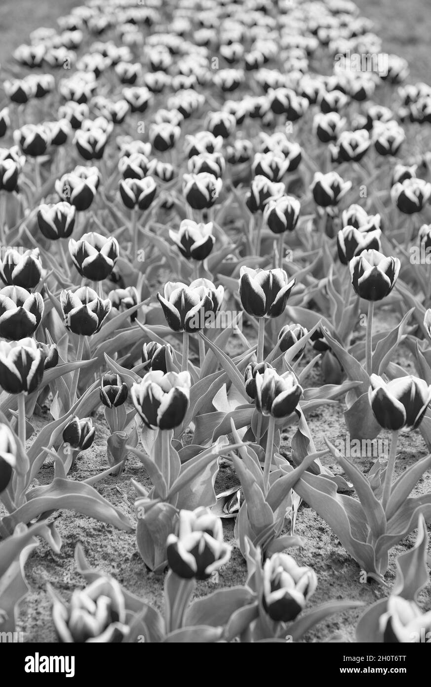 Hello summer. Growing tulips for sale. plenty of flowers for shop. tulip blooming in spring