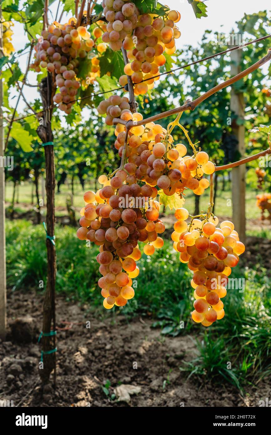 Detail of sweet organic juicy grapevine in sunny autumn.Closeup of ...
