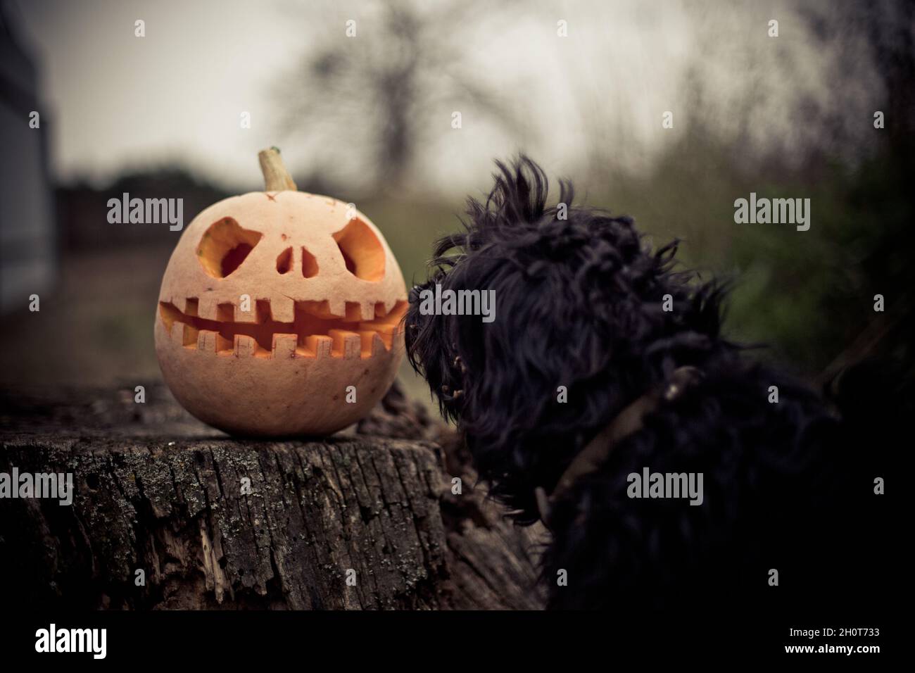 dog sniffs Pumpkin with his eyes cut out and his mouth on stump. Decor for Halloween. Scary forest. Stock Photo
