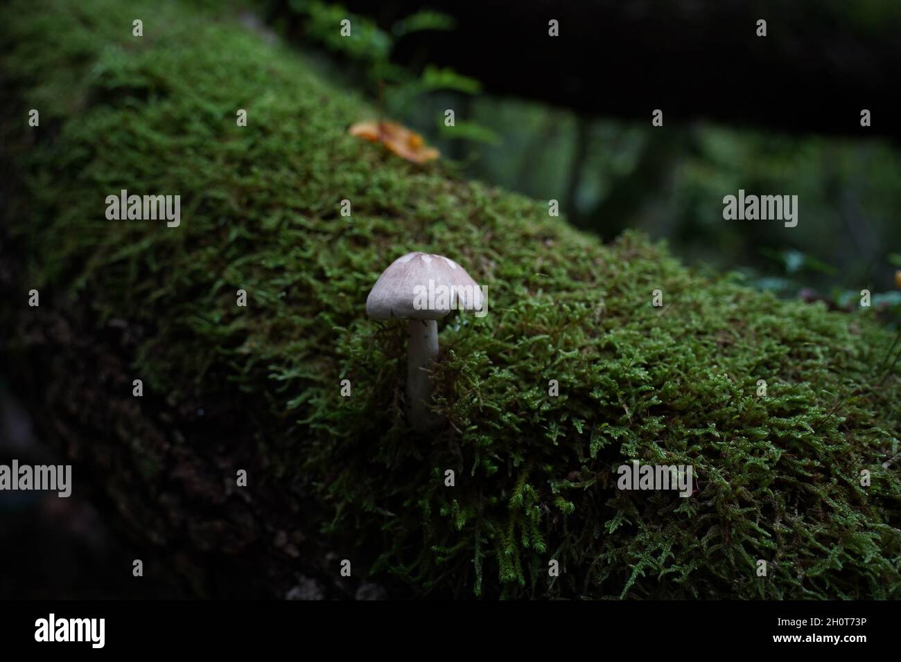 Porcelain fungus growing in a forest Stock Photo - Alamy