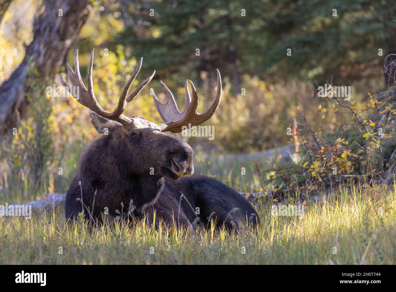 Bull Shiras Moose During the Fall Rut in Wyoming Stock Photo - Alamy