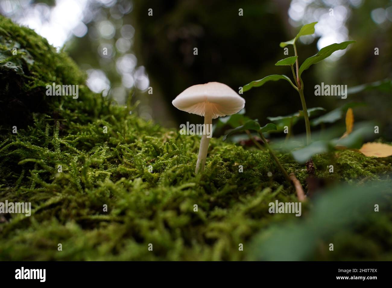 Porcelain fungus growing in a forest Stock Photo - Alamy