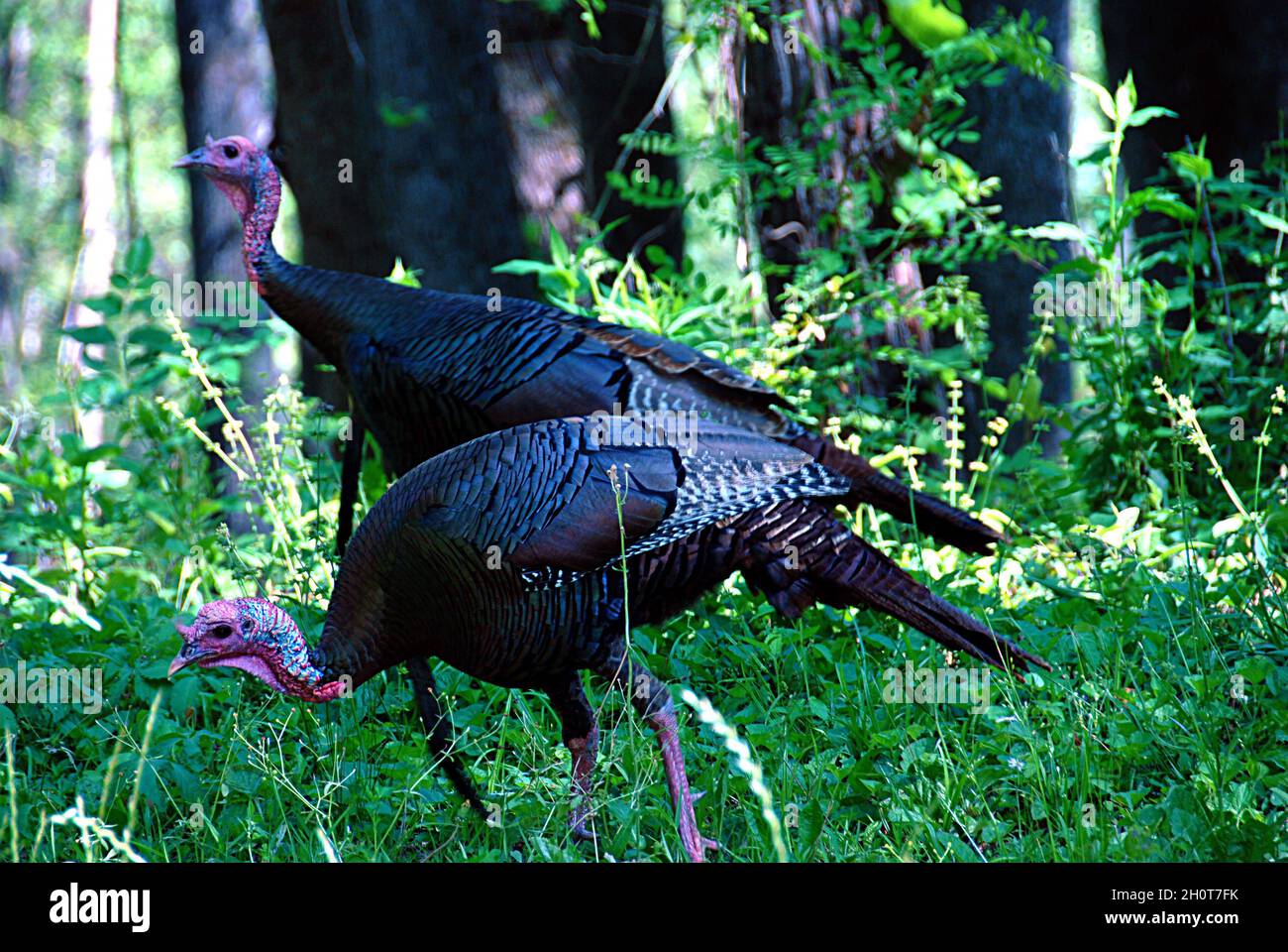 Pair of wild turkey hens, Smokey Mountain National Park,Tennessee Stock