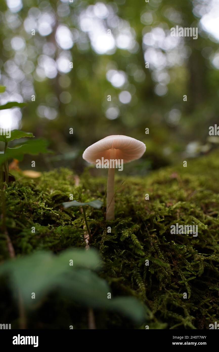 Porcelain fungus growing in a forest Stock Photo - Alamy