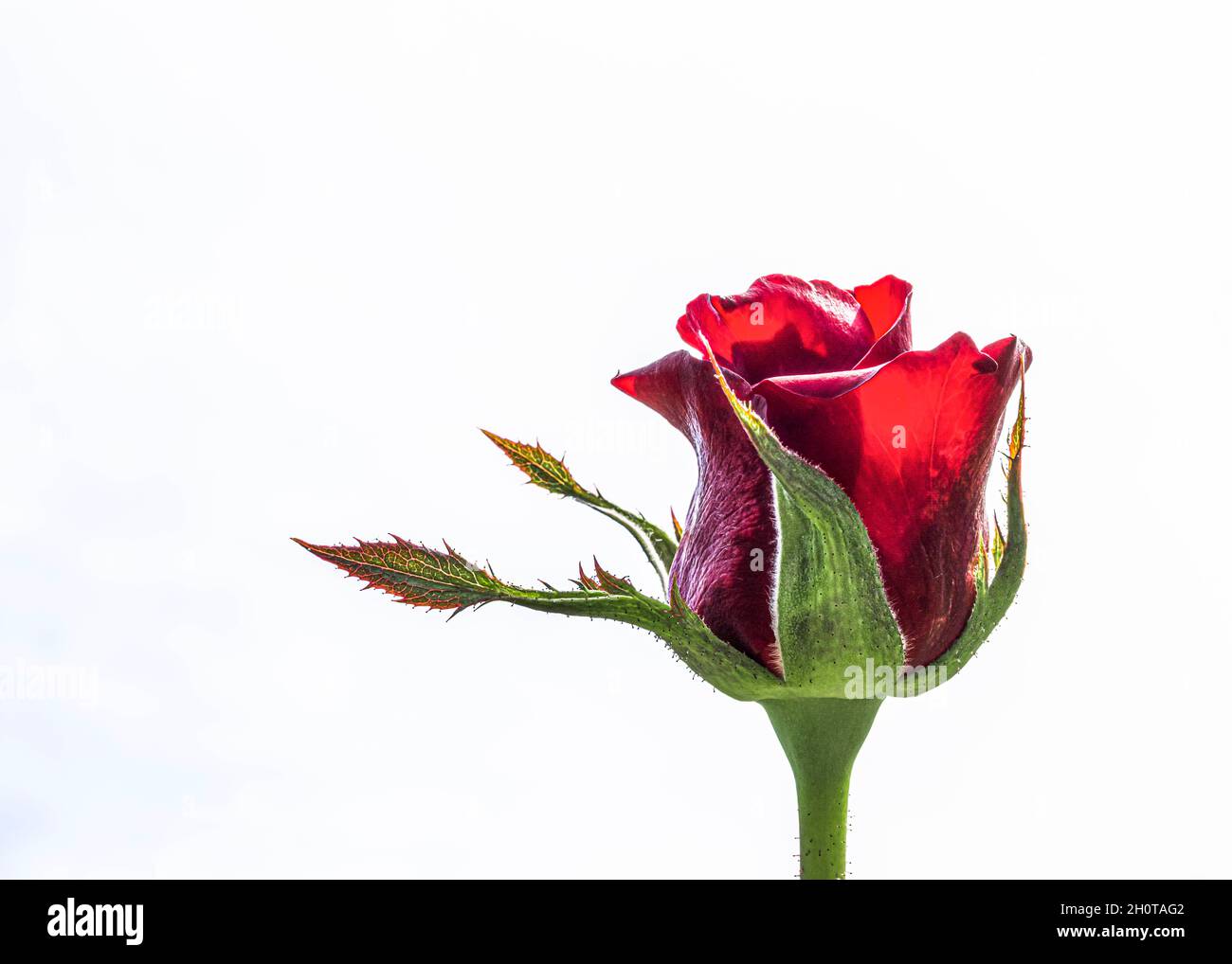 Single Red Rose Bud on White background Stock Photo Alamy
