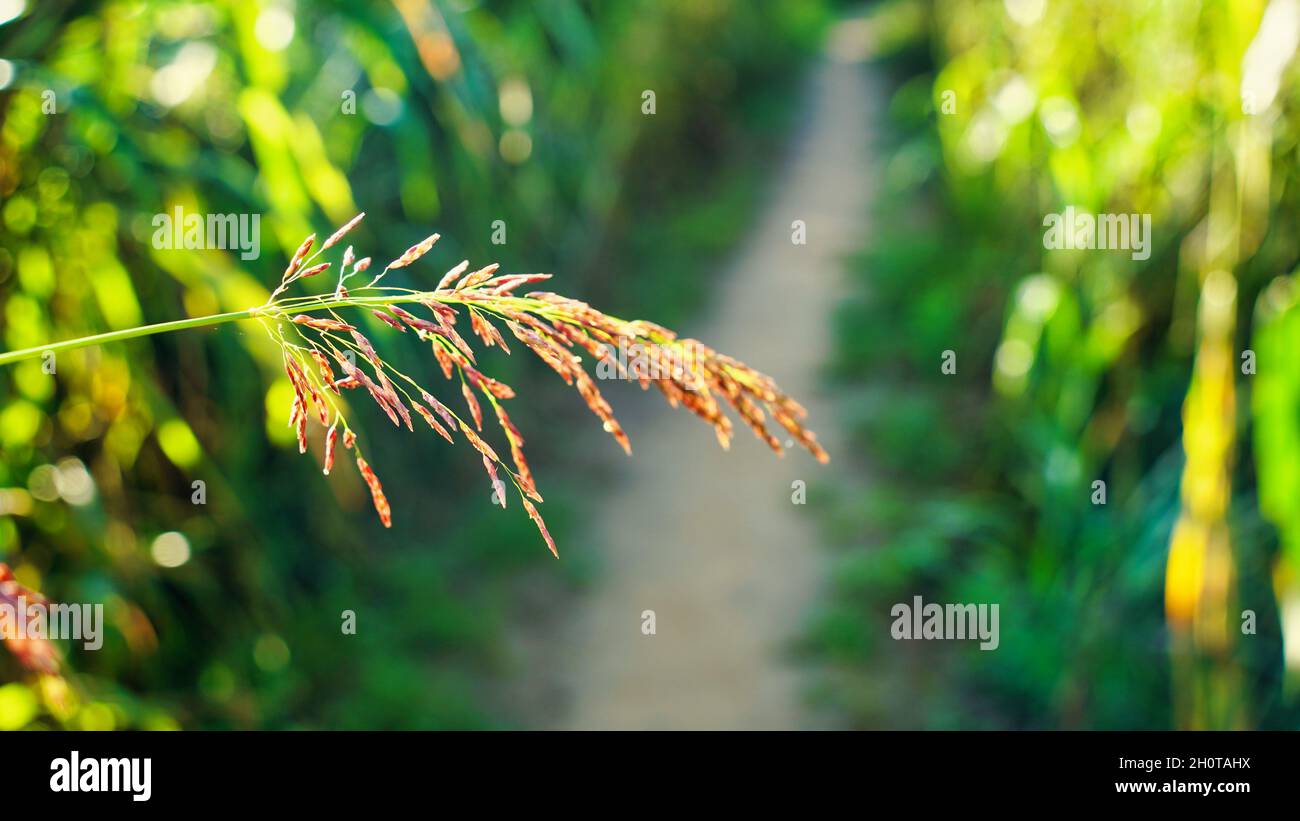 an important cereal crop in field, a widely cultivated