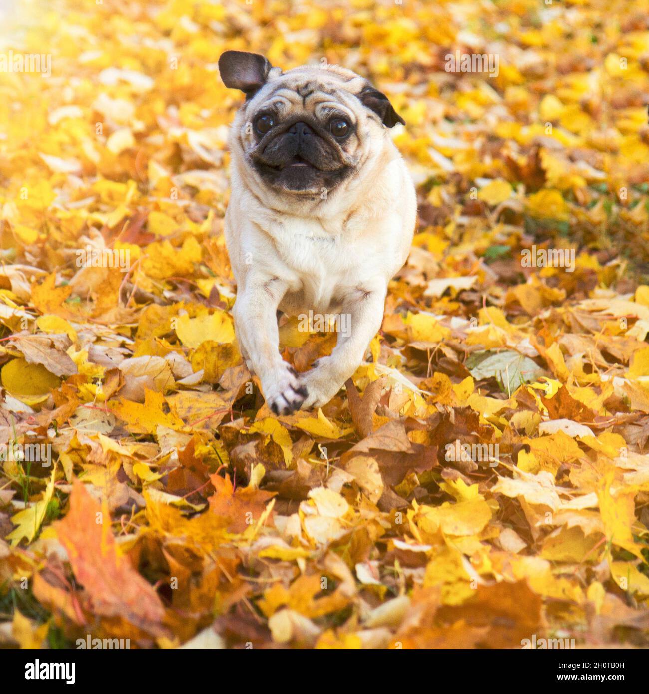 September Pug pug dog in autumn park Stock Photo - Alamy