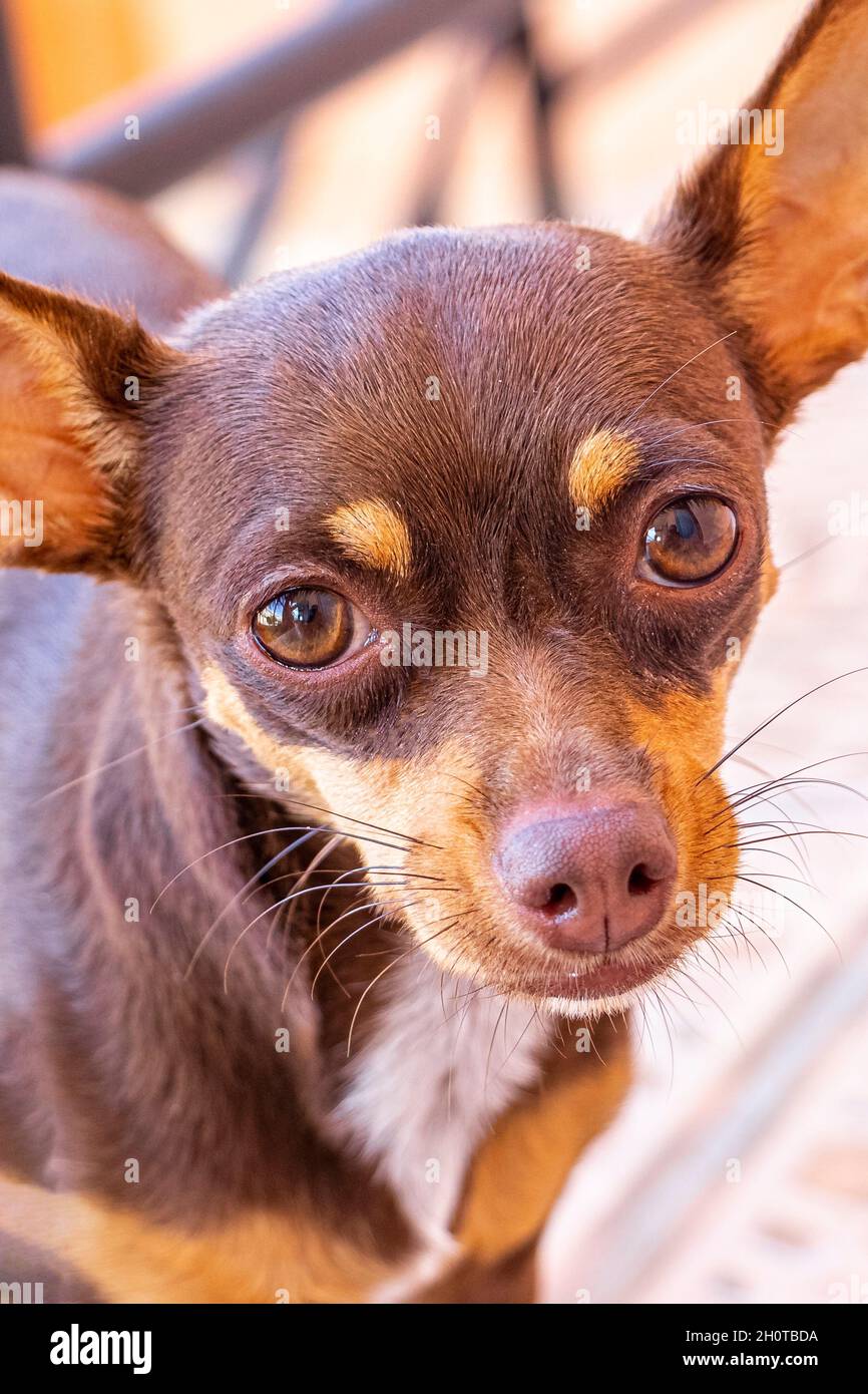 Mexican chihuahua dog online