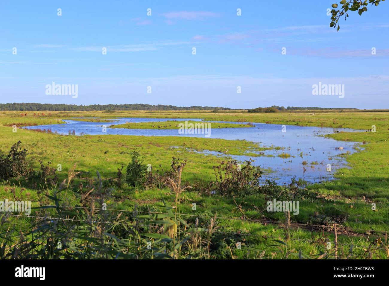Grazing marsh at Holkham National Nature Reserve, Holkham, Norfolk, England, UK. Stock Photo