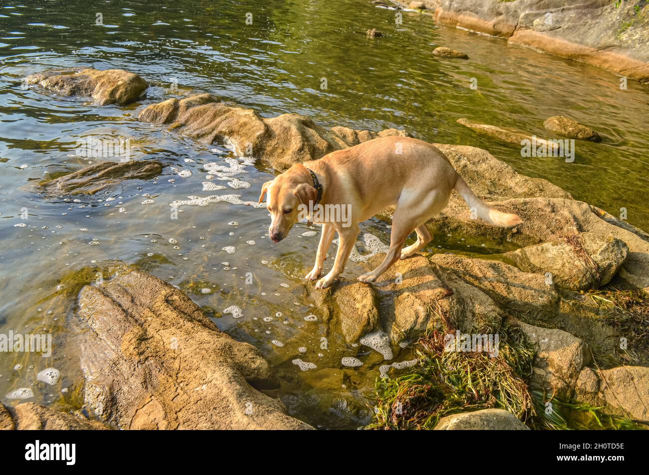 Yellow lab dog navigating slippery rocks at a lakeside.  Copy space. Stock Photo
