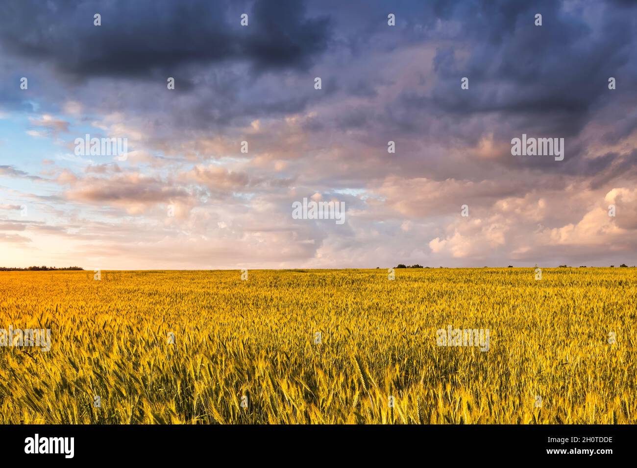 Sunset or sunrise on a rye field with golden ears and a dramatic cloudy ...