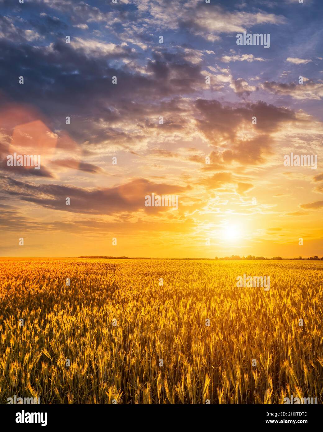 Sunset or sunrise on a rye field with golden ears and a dramatic cloudy ...