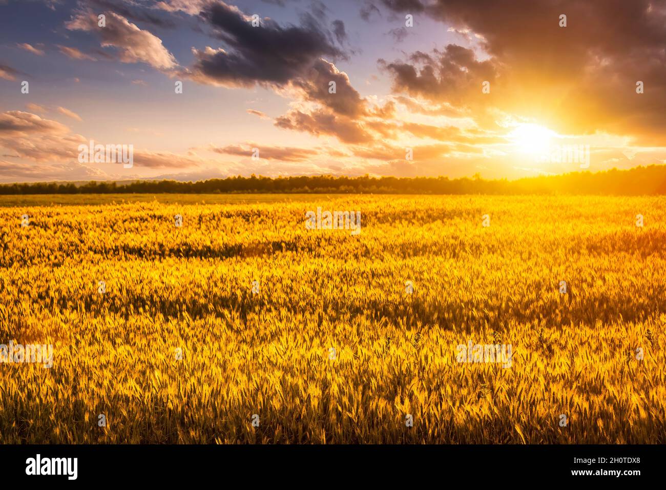 Sunset or sunrise on a rye field with golden ears and a dramatic cloudy ...