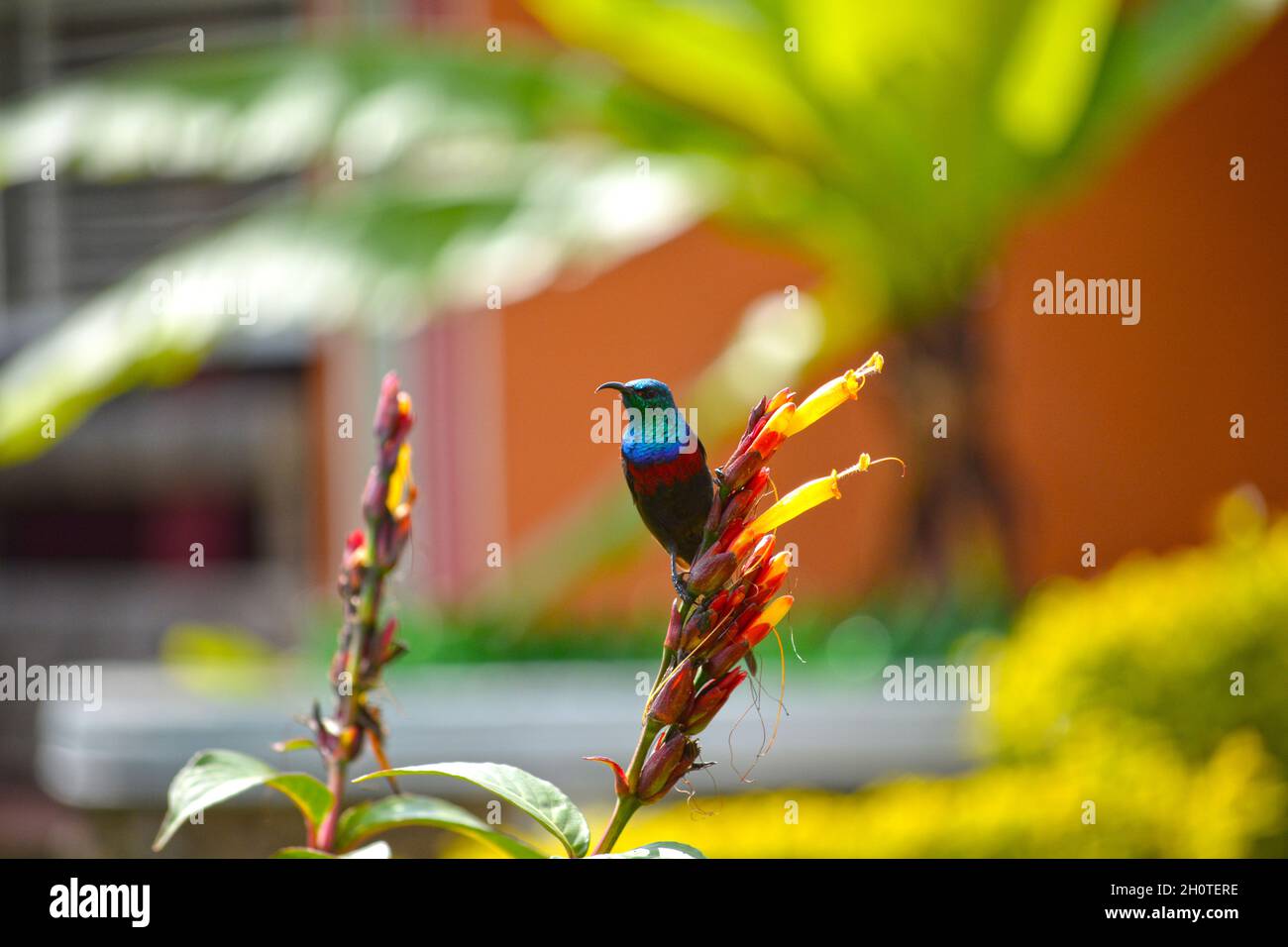 Regal-Sunbird (Nectarinia regia) - photographed at Lake Muhazi in Rwanda, Africa, east of the capital Kigali Stock Photo