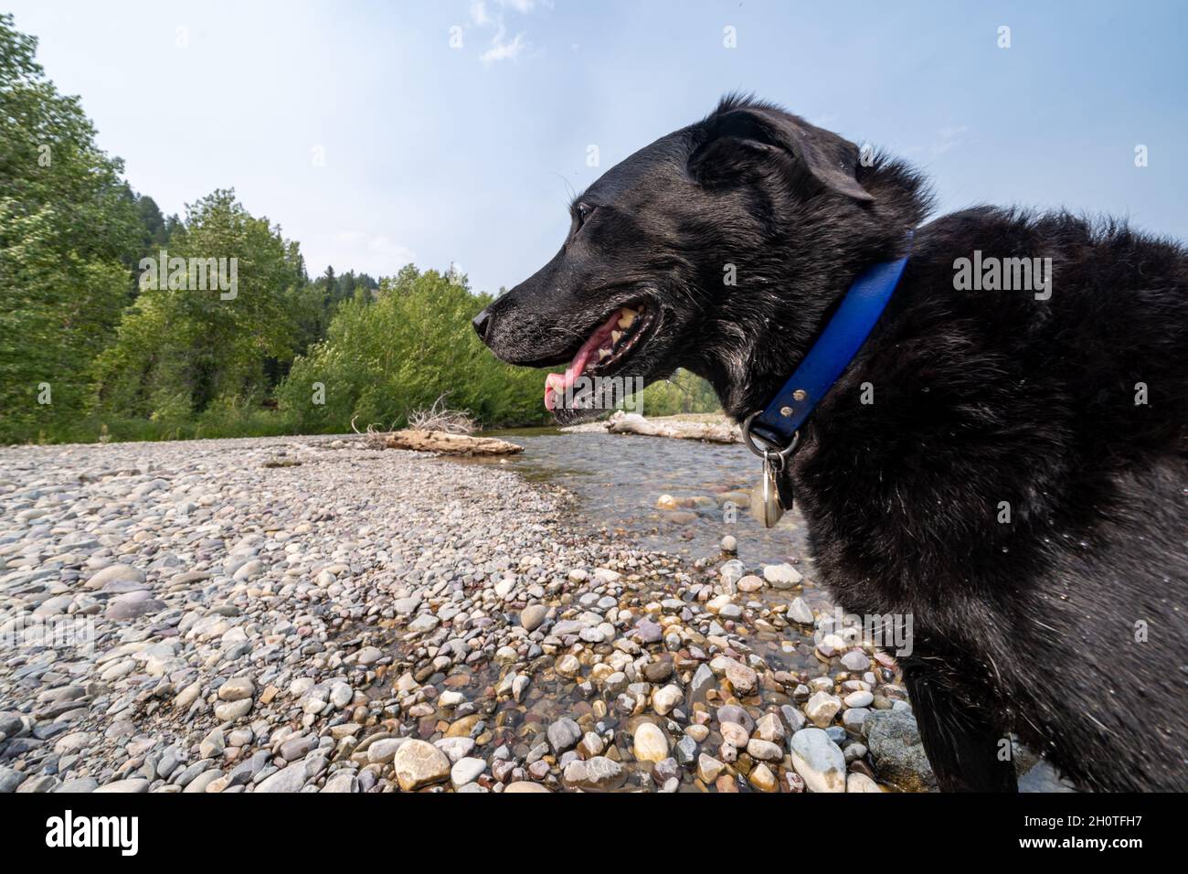 Black labrador retriever dog near a creek and log, playing. Tounge out Stock Photo
