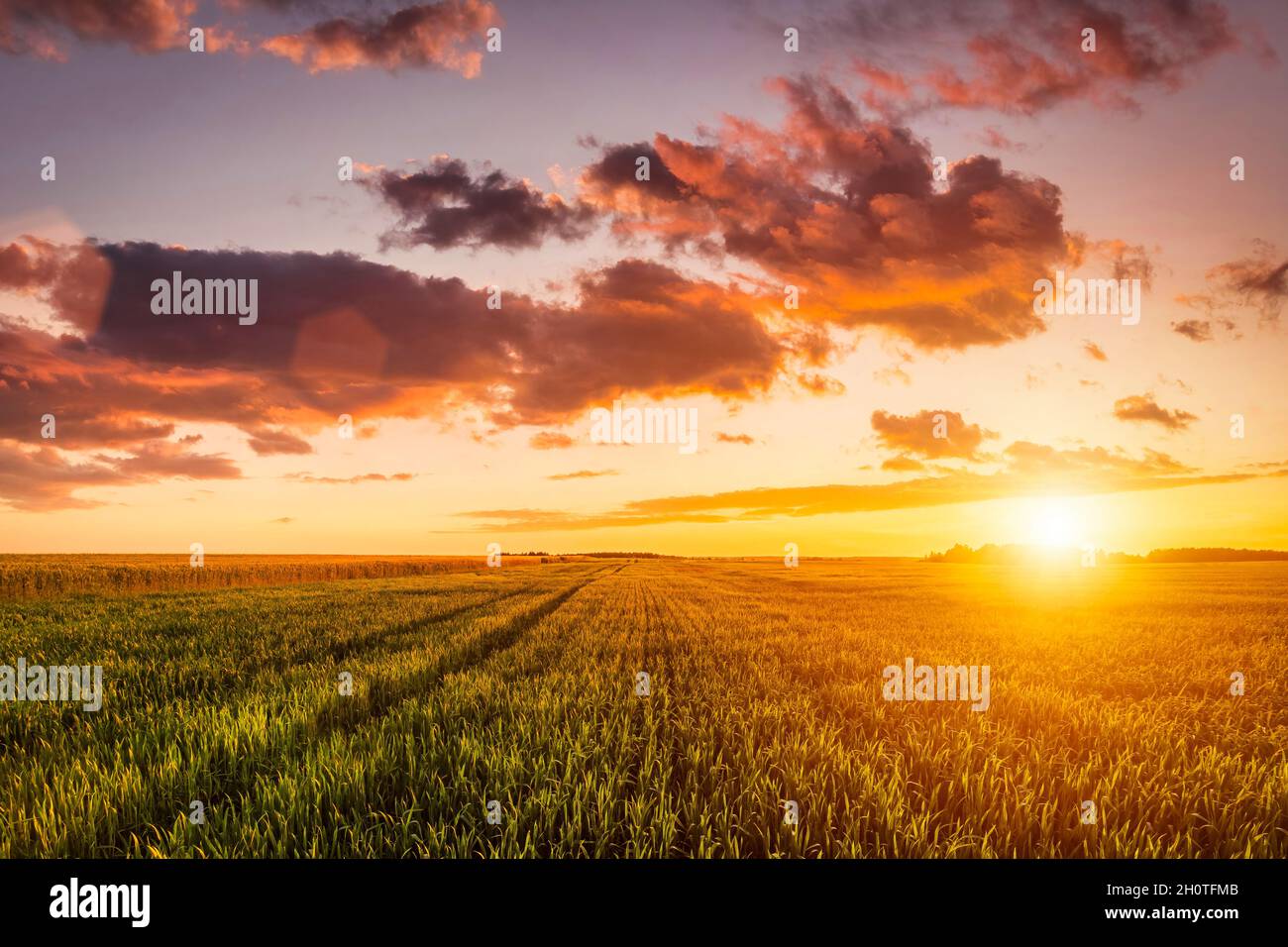 Sunset or sunrise on a rye or wheat agricultural field with young green ...