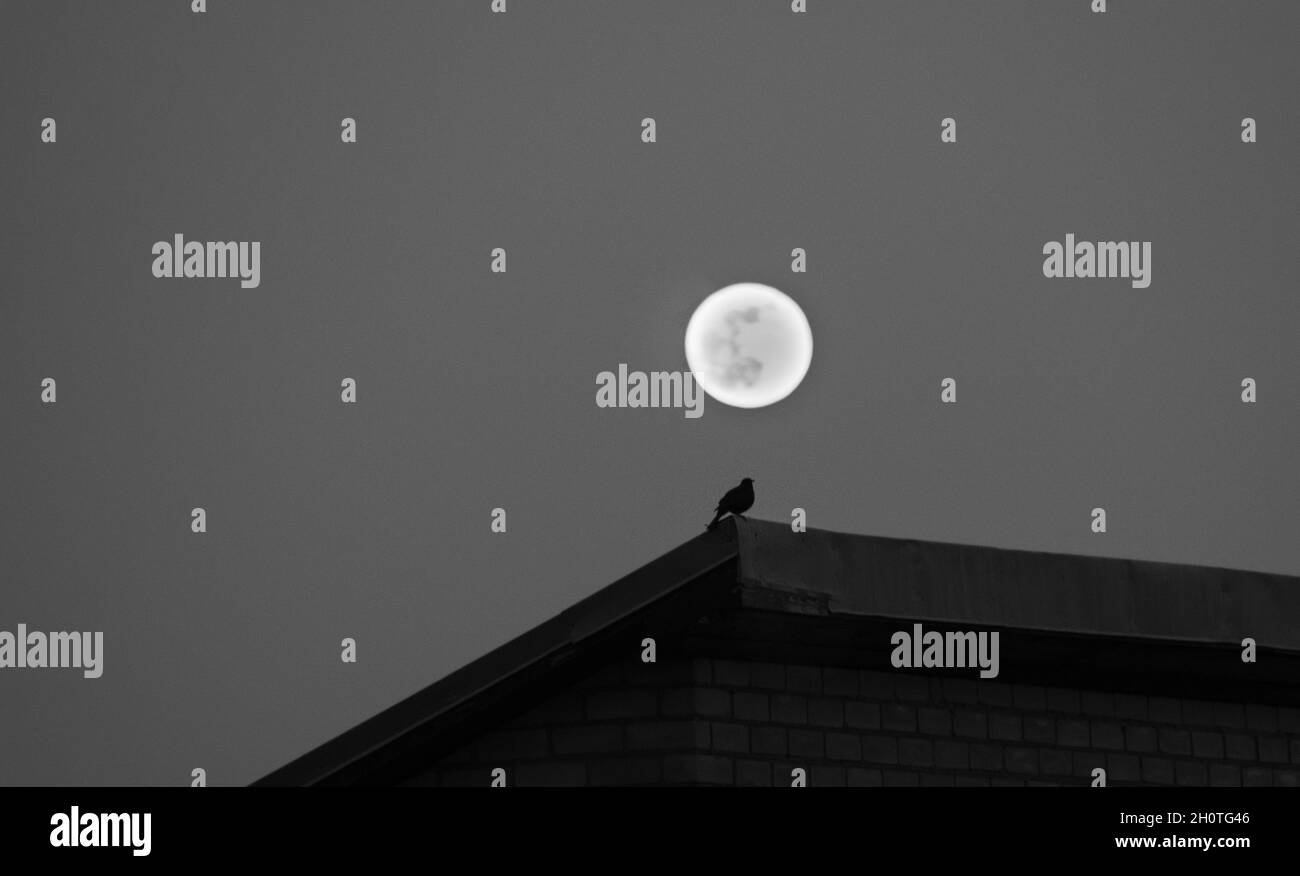 Bird on the roof against the full moon night sky Stock Photo Alamy