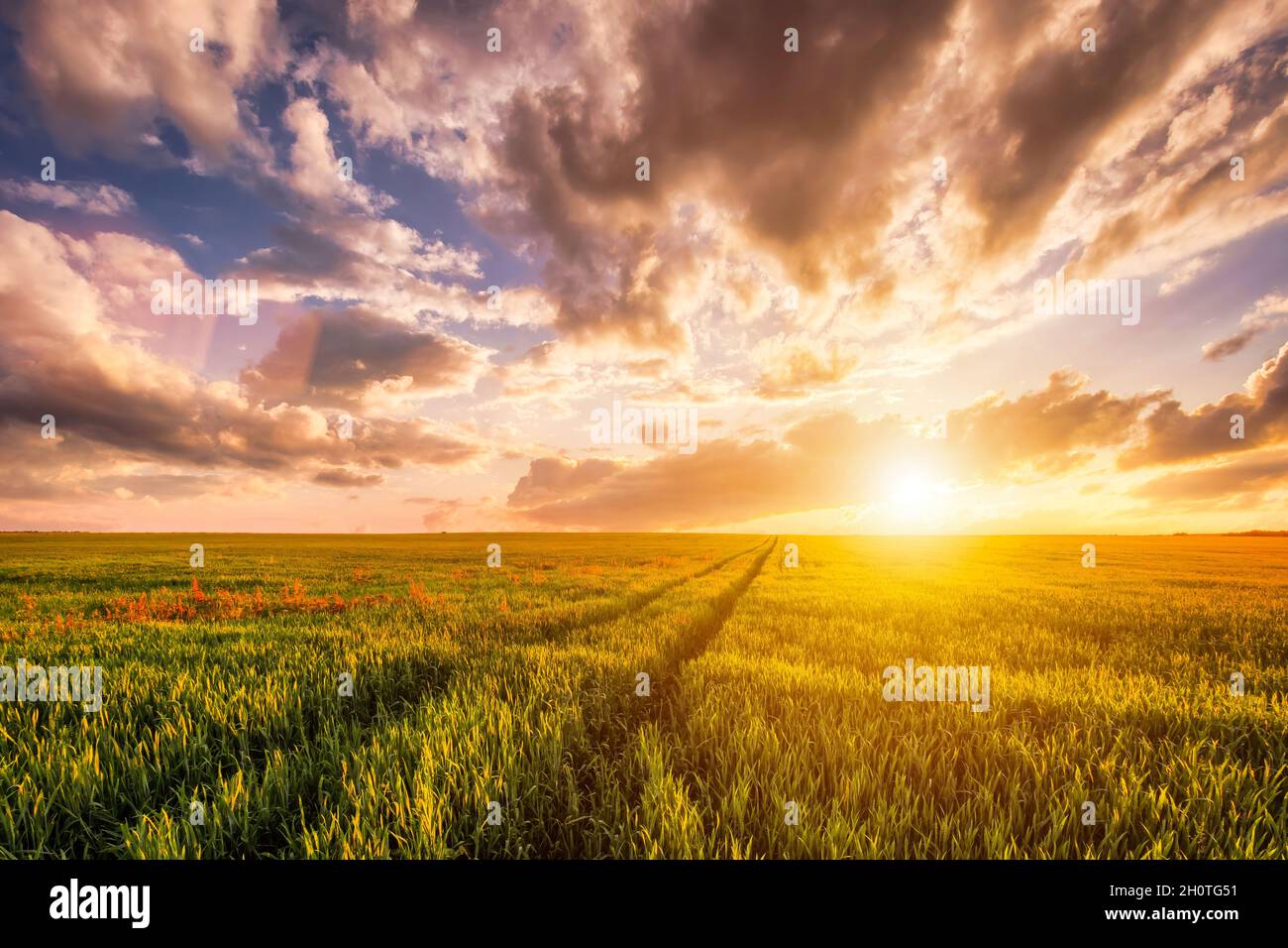 Sunset or sunrise on a rye or wheat agricultural field with young green ...