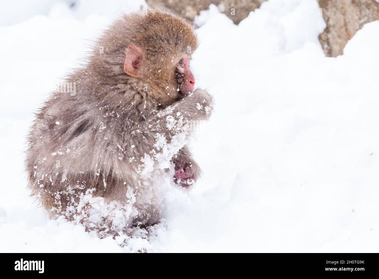Little cute japanese snow monkey playing in the snow, Japan. Stock Photo