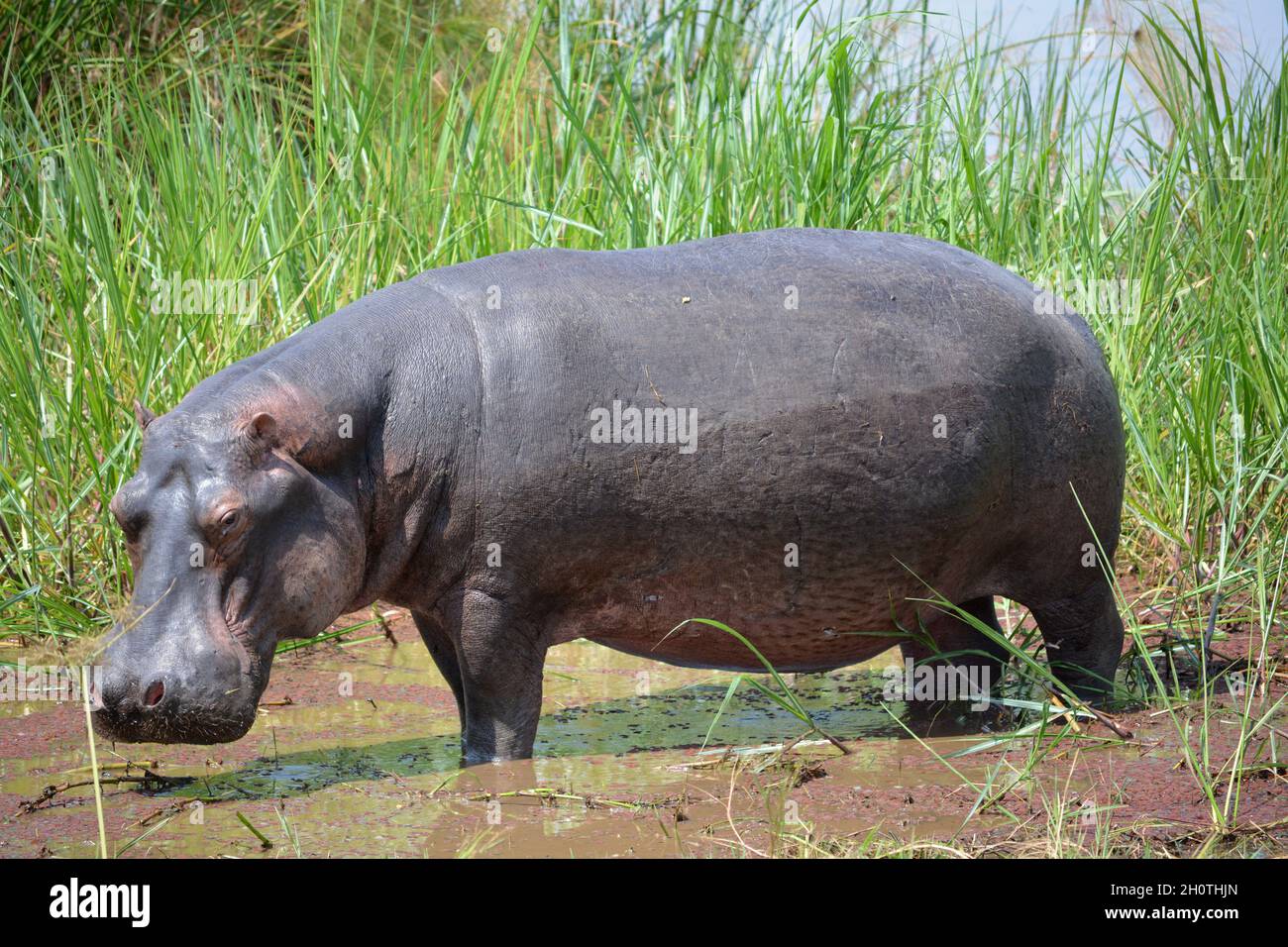 Un hippopotame au Akagera National Park